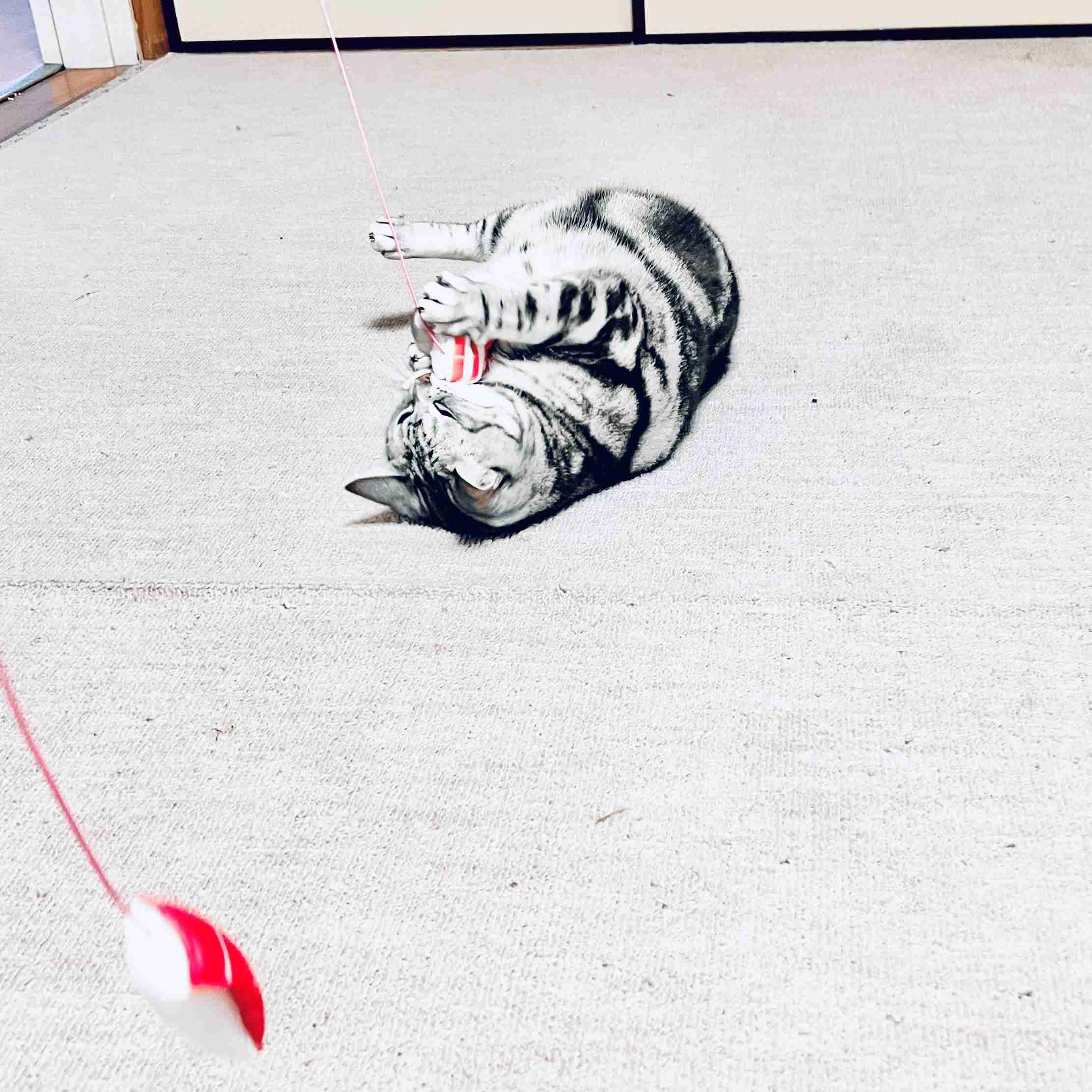 がるちゃん猫カフェ118号店開店しました♪(初めての方も大歓迎♪)