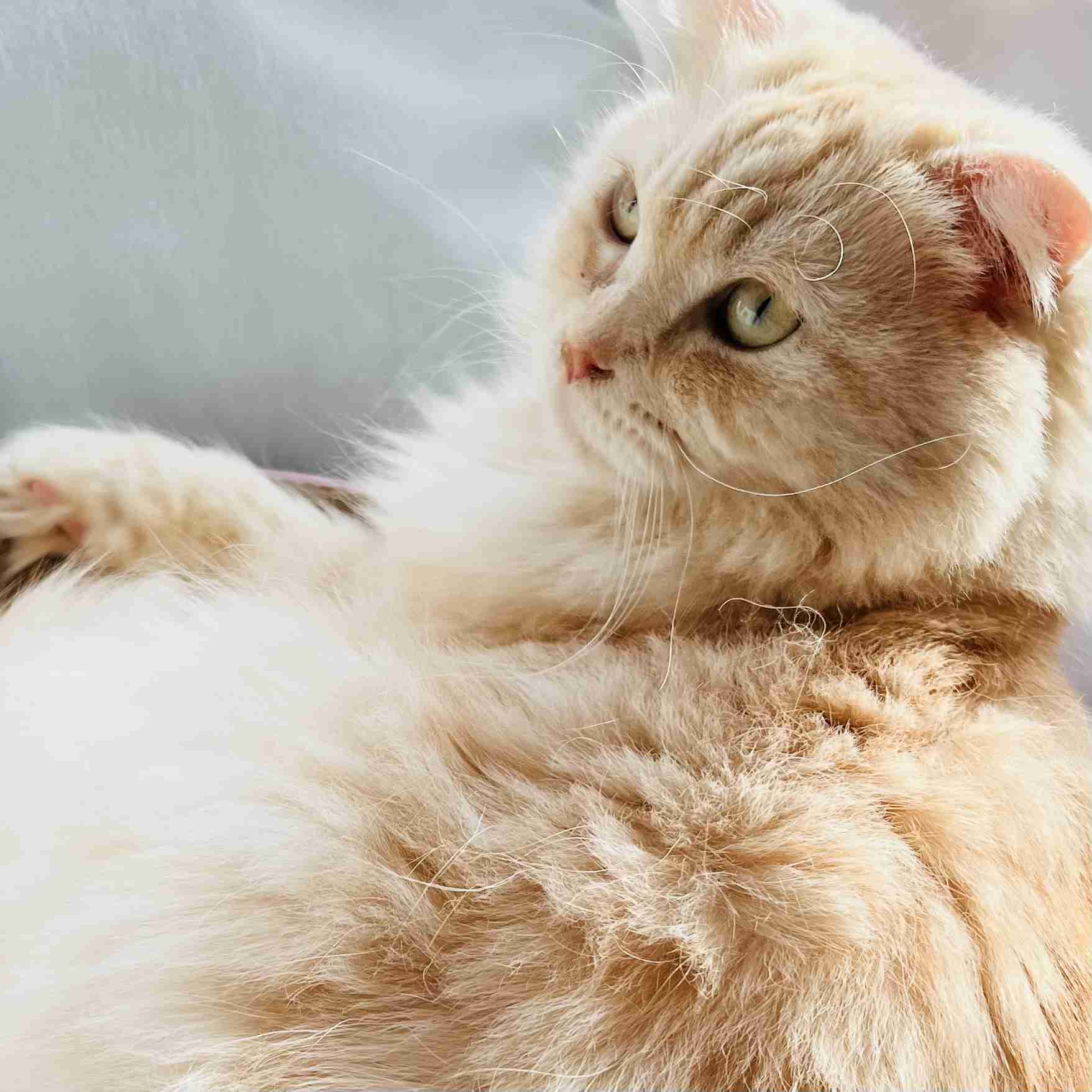 がるちゃん猫カフェ118号店開店しました♪(初めての方も大歓迎♪)