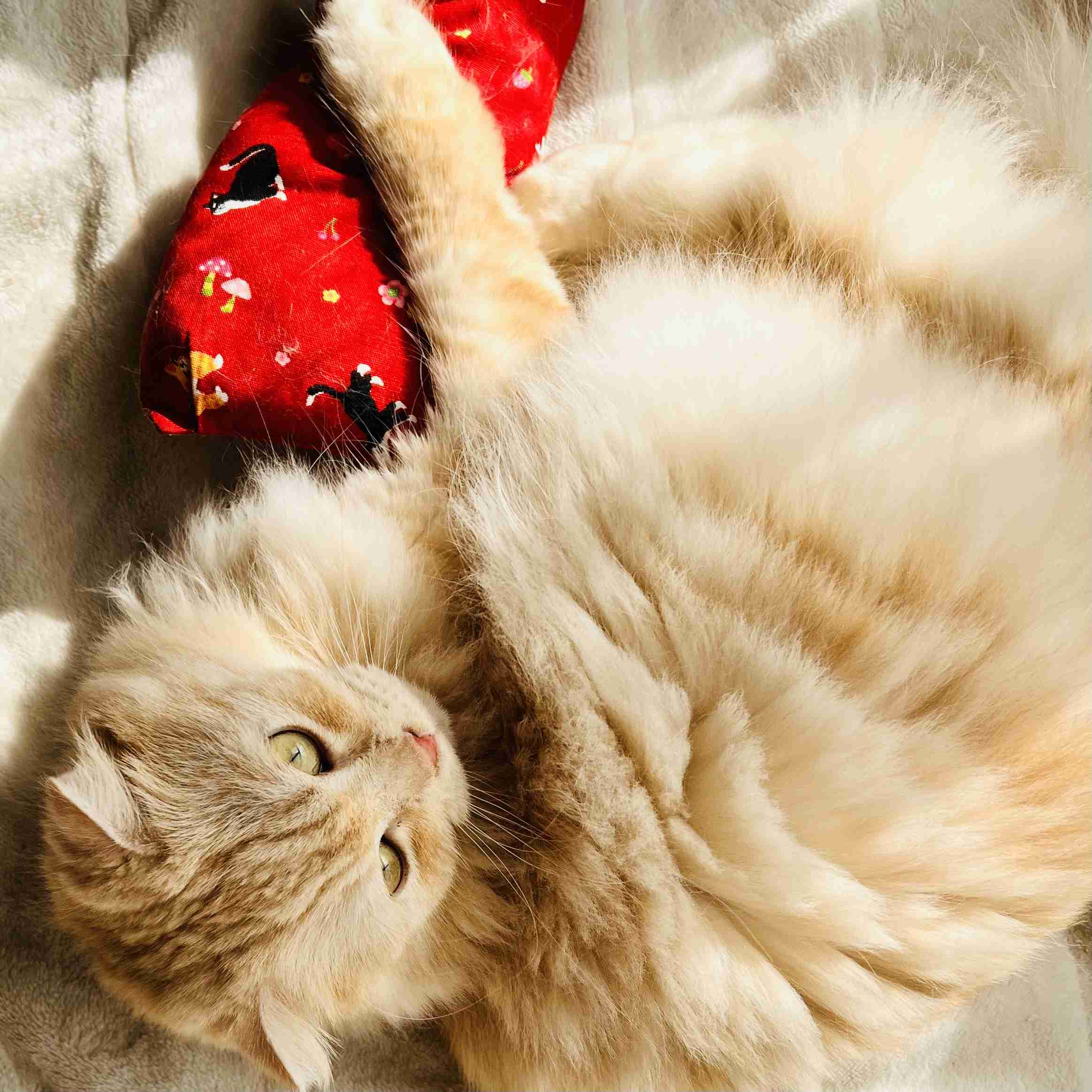 がるちゃん猫カフェ118号店開店しました♪(初めての方も大歓迎♪)
