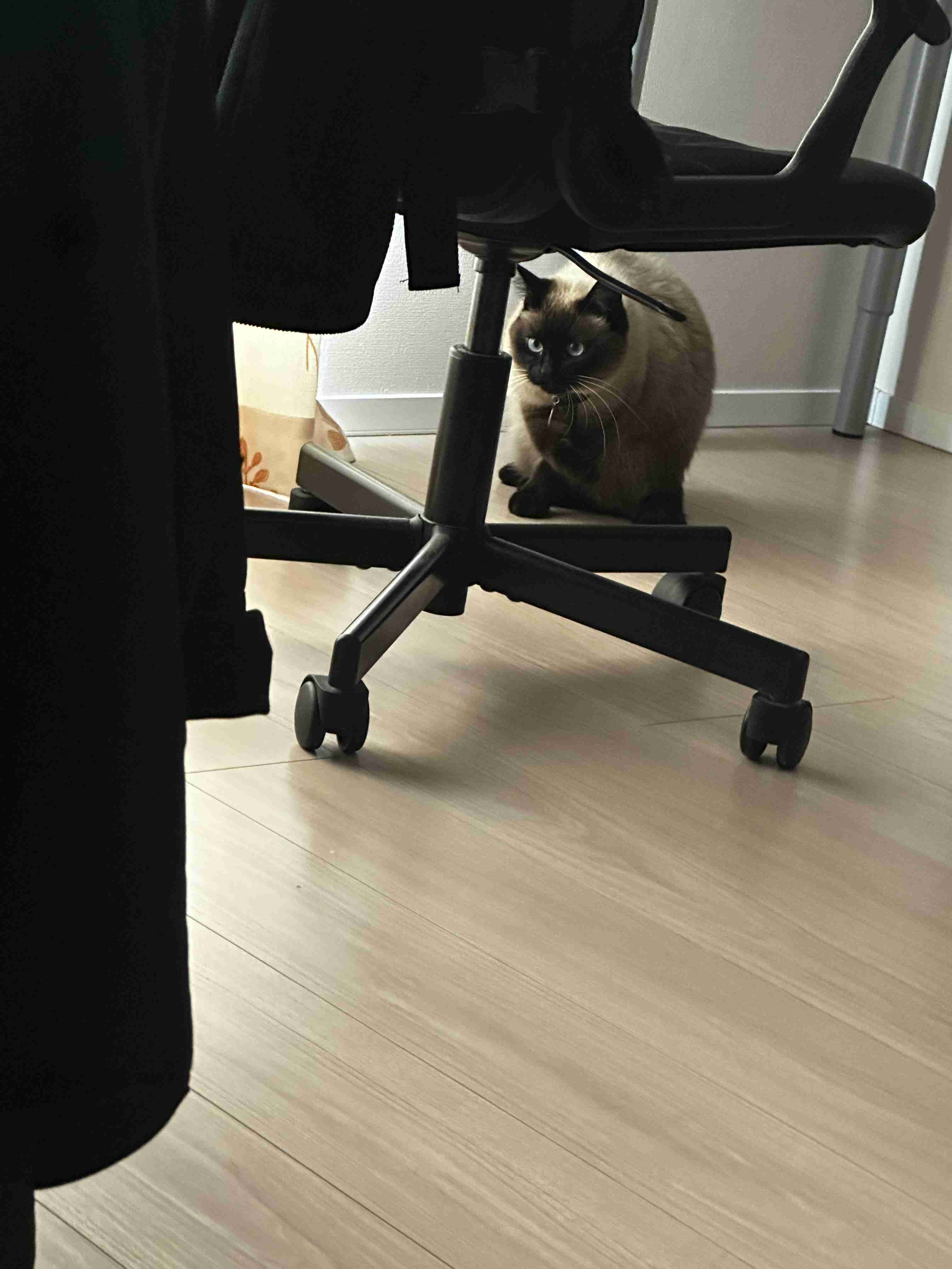 がるちゃん猫カフェ118号店開店しました♪(初めての方も大歓迎♪)