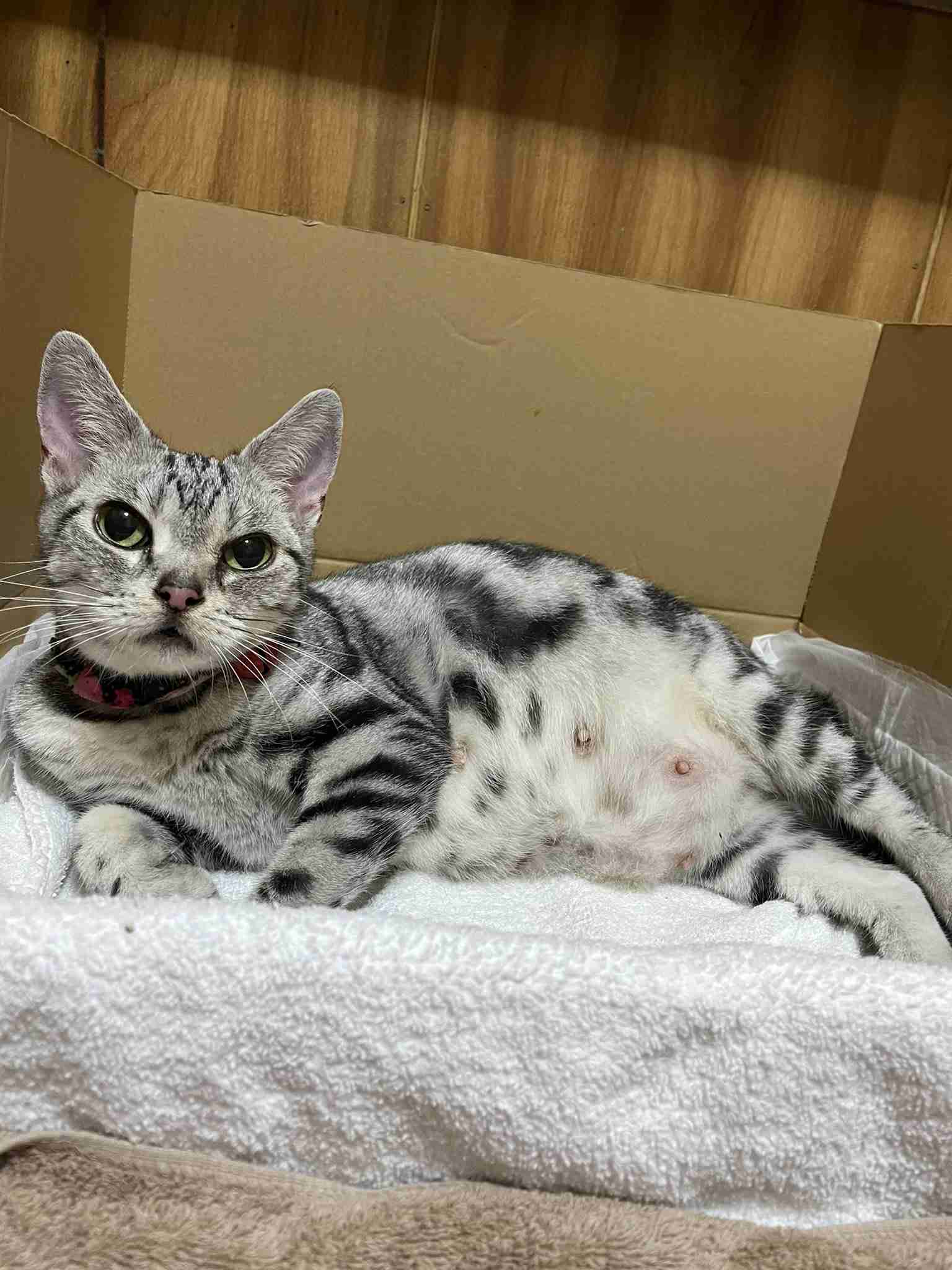 がるちゃん猫カフェ118号店開店しました♪(初めての方も大歓迎♪)