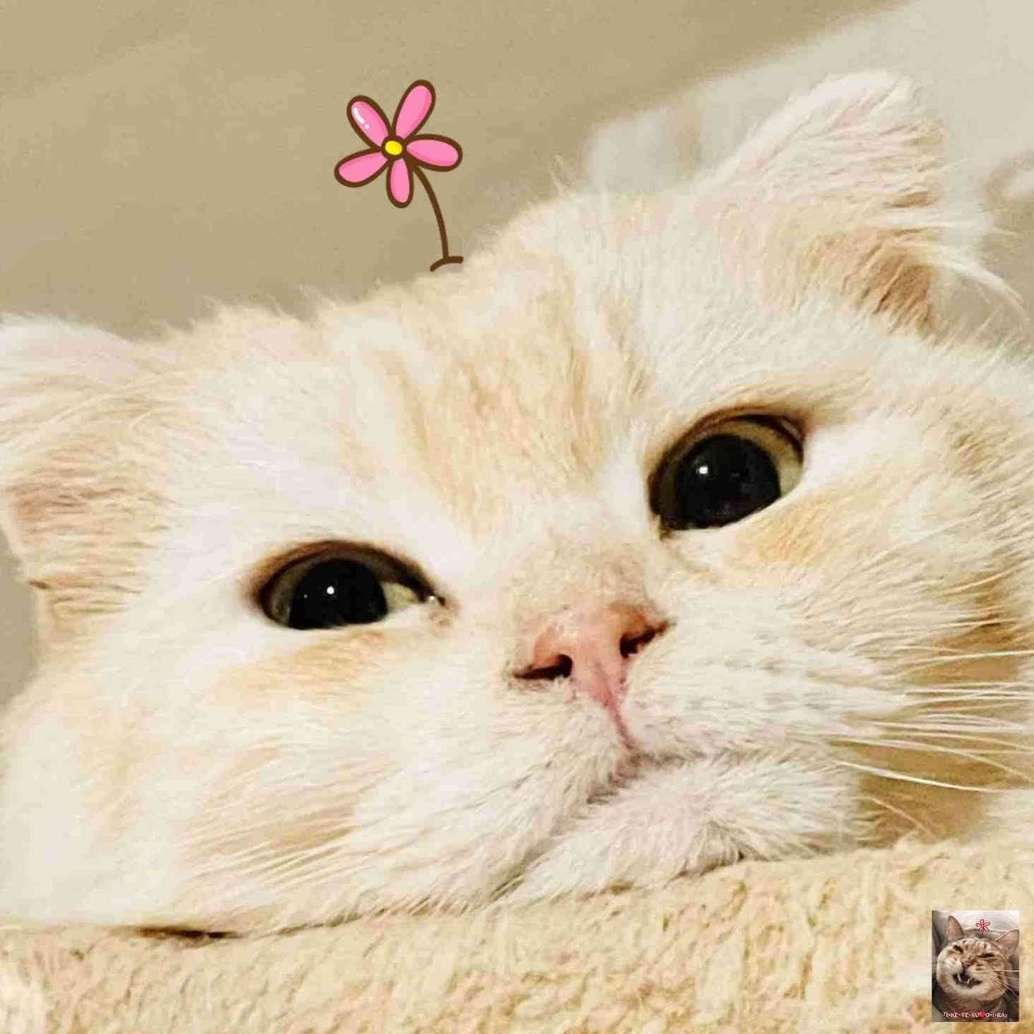 がるちゃん猫カフェ118号店開店しました♪(初めての方も大歓迎♪)