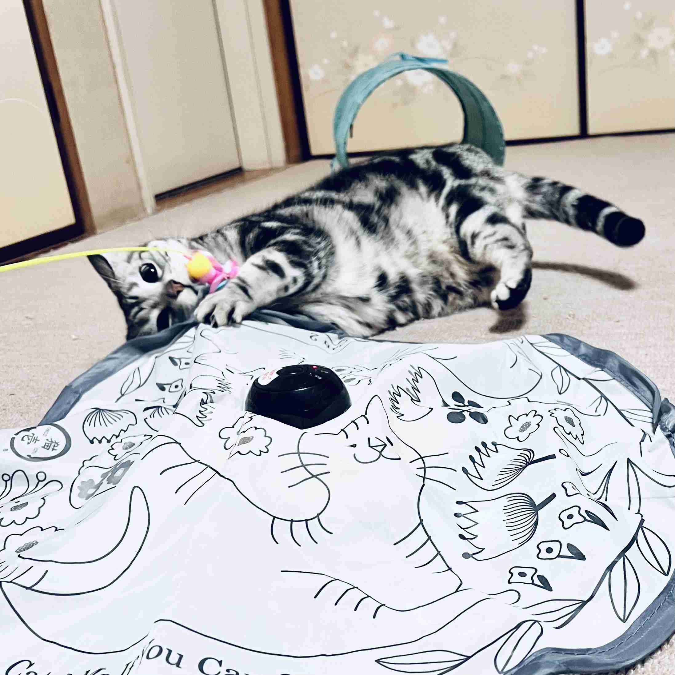がるちゃん猫カフェ118号店開店しました♪(初めての方も大歓迎♪)