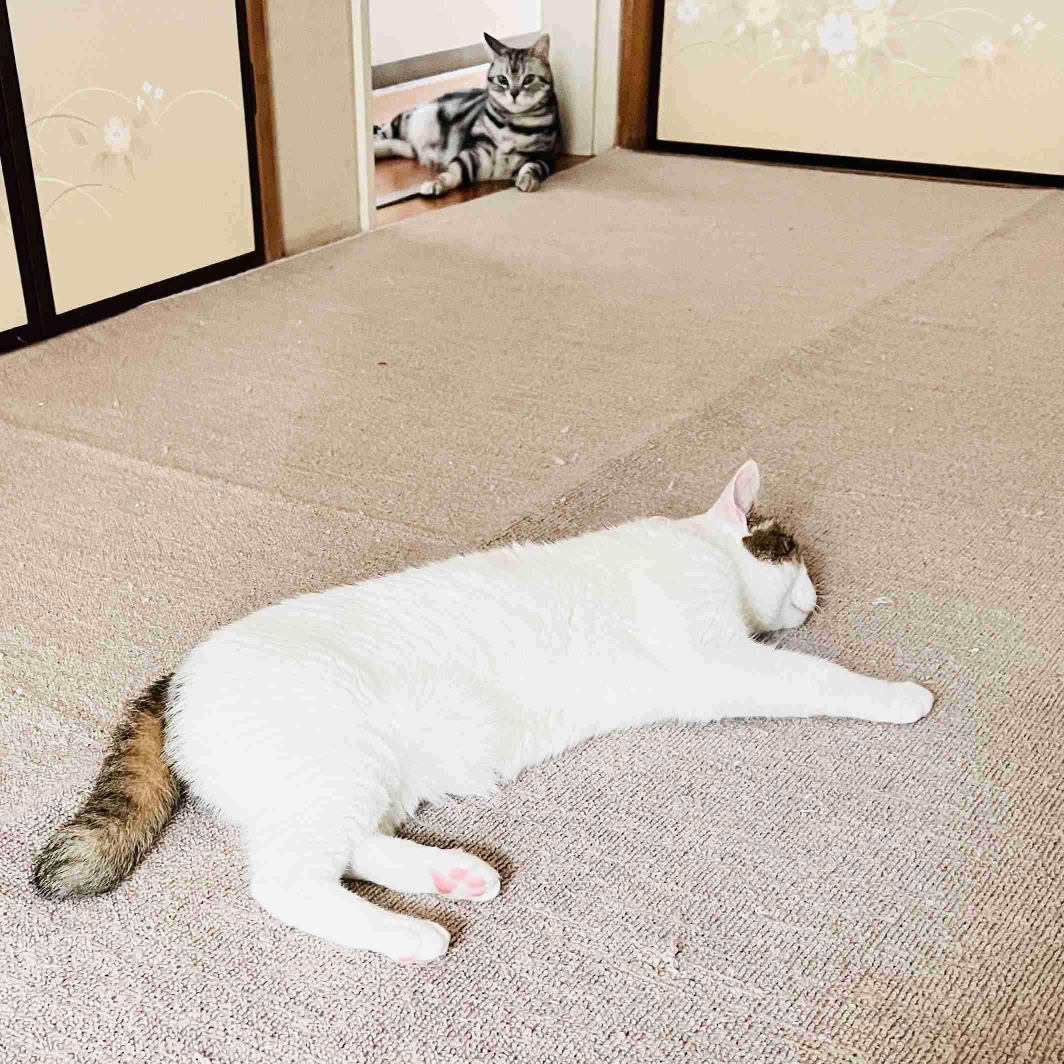 がるちゃん猫カフェ118号店開店しました♪(初めての方も大歓迎♪)