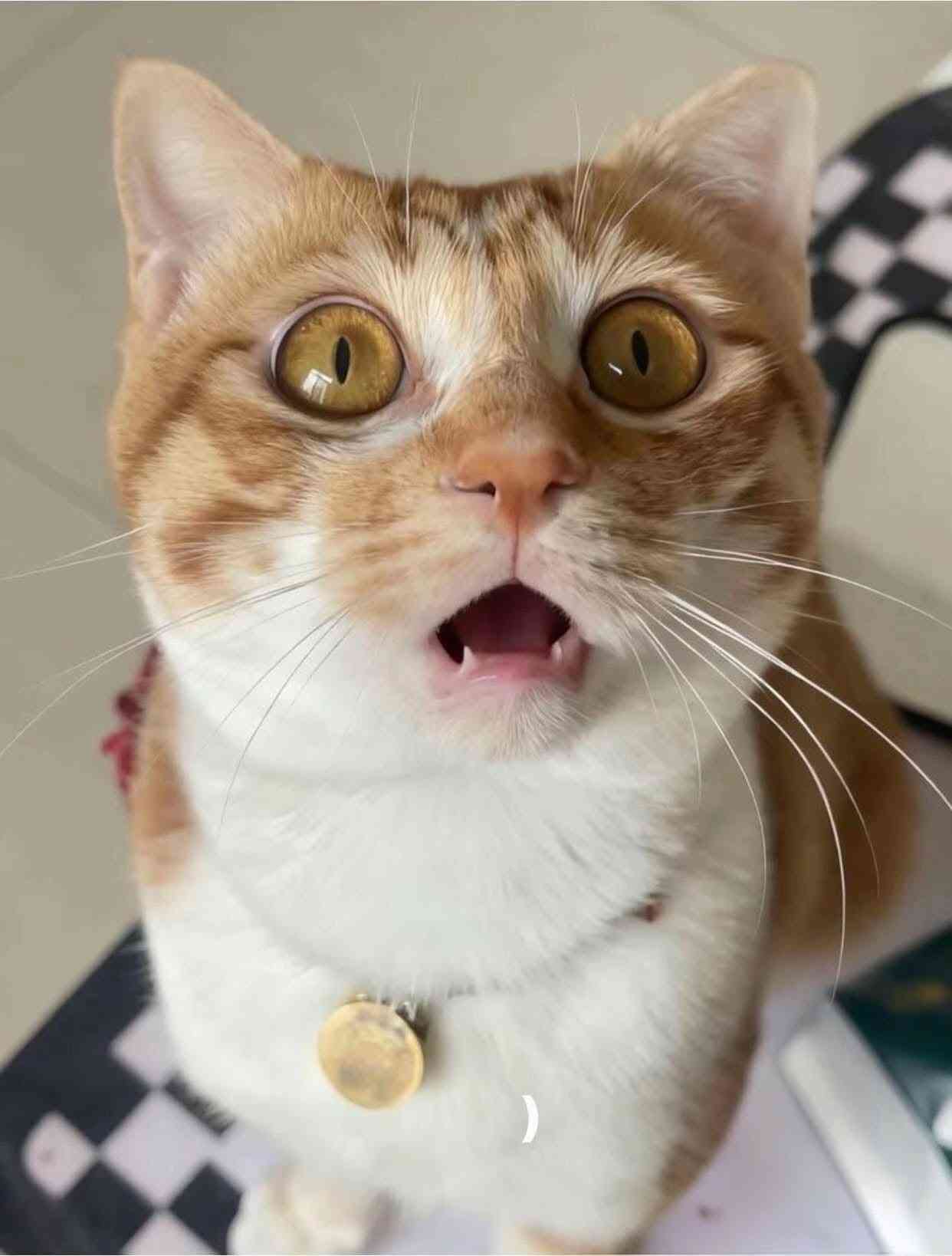 がるちゃん猫カフェ118号店開店しました♪(初めての方も大歓迎♪)