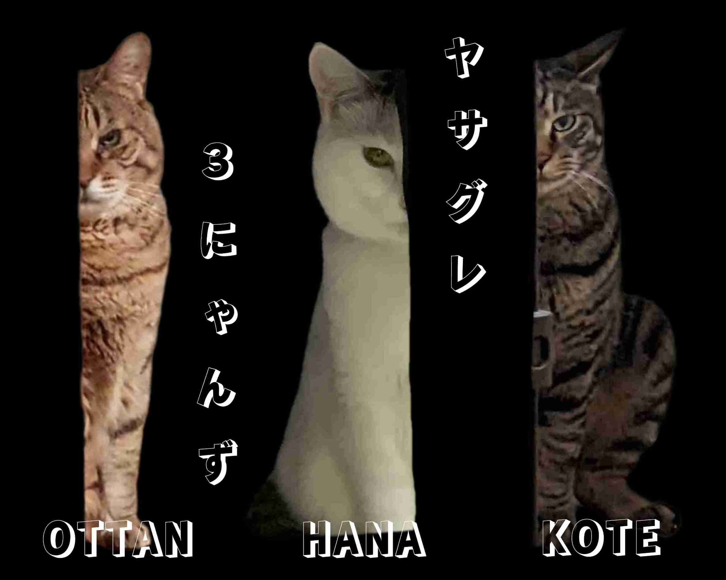 がるちゃん猫カフェ118号店開店しました♪(初めての方も大歓迎♪)