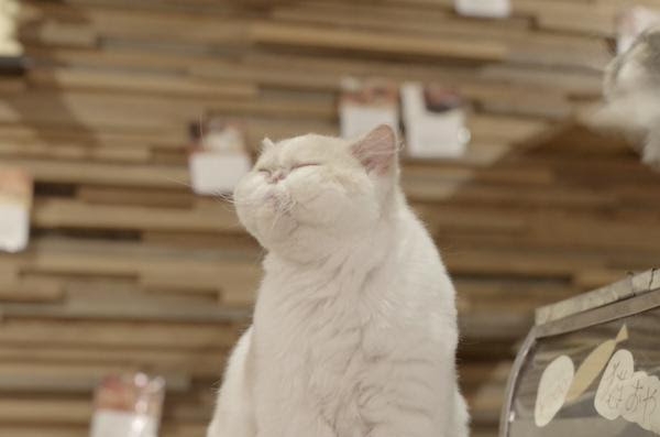 がるちゃん猫カフェ118号店開店しました♪(初めての方も大歓迎♪)