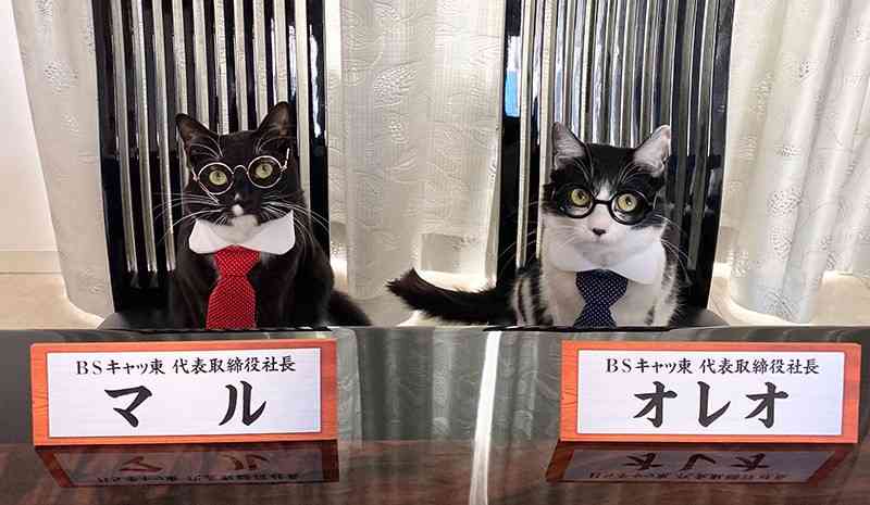 がるちゃん猫カフェ118号店開店しました♪(初めての方も大歓迎♪)