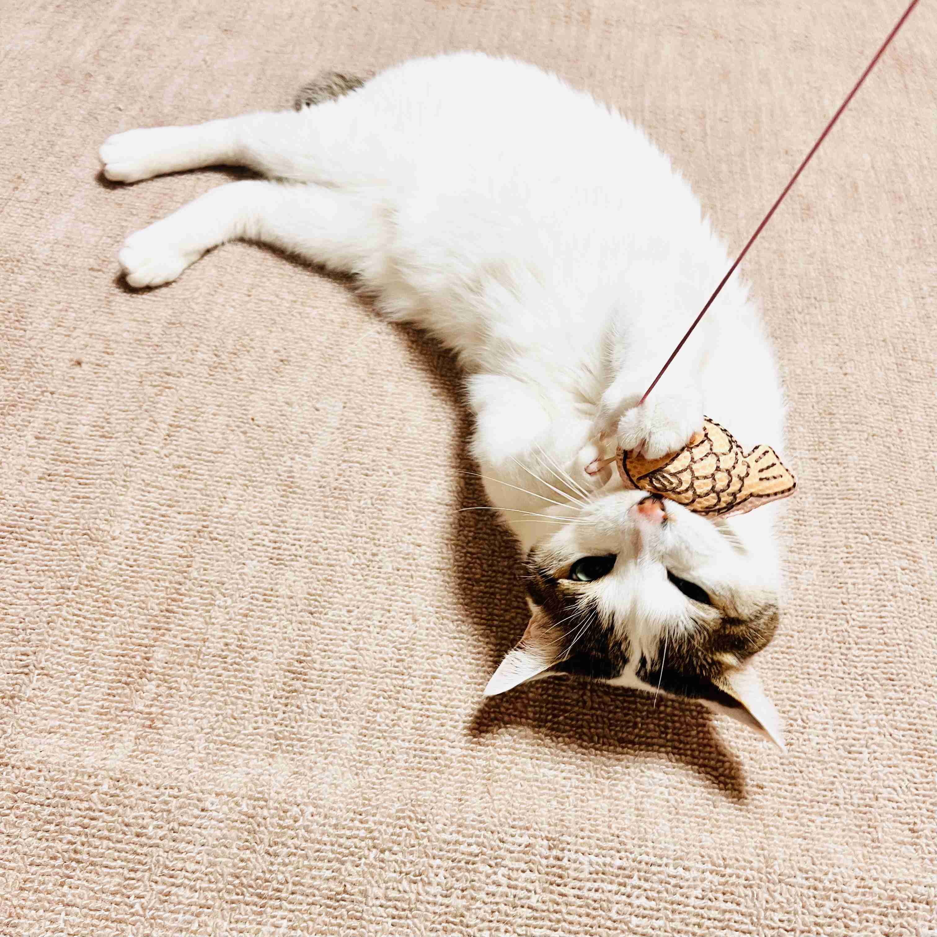 がるちゃん猫カフェ118号店開店しました♪(初めての方も大歓迎♪)