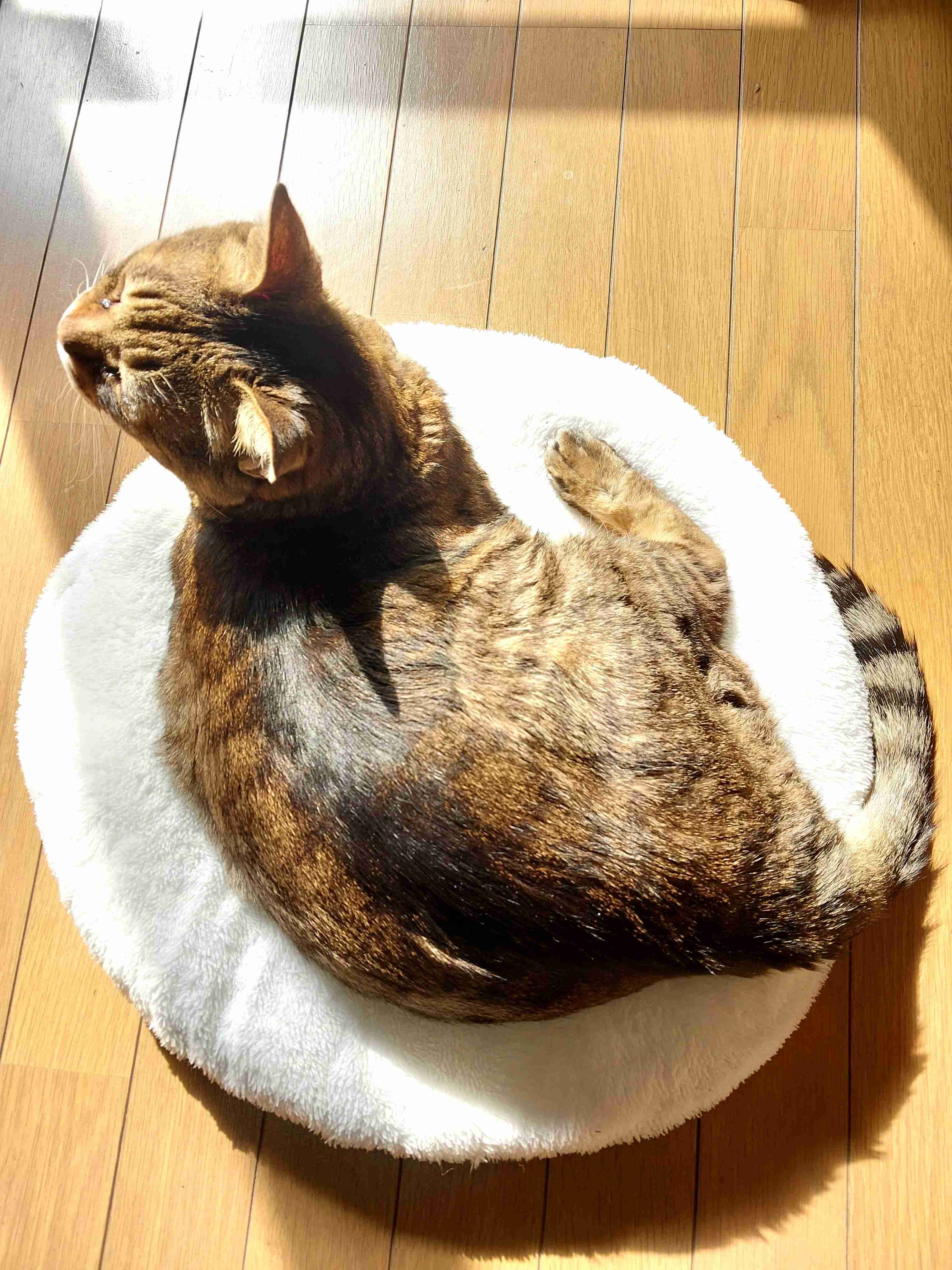 がるちゃん猫カフェ118号店開店しました♪(初めての方も大歓迎♪)