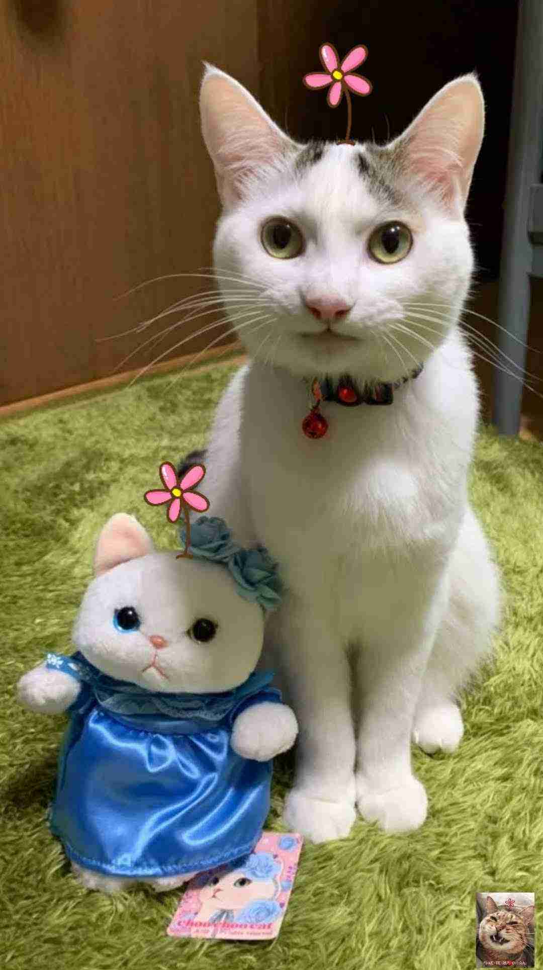 がるちゃん猫カフェ118号店開店しました♪(初めての方も大歓迎♪)