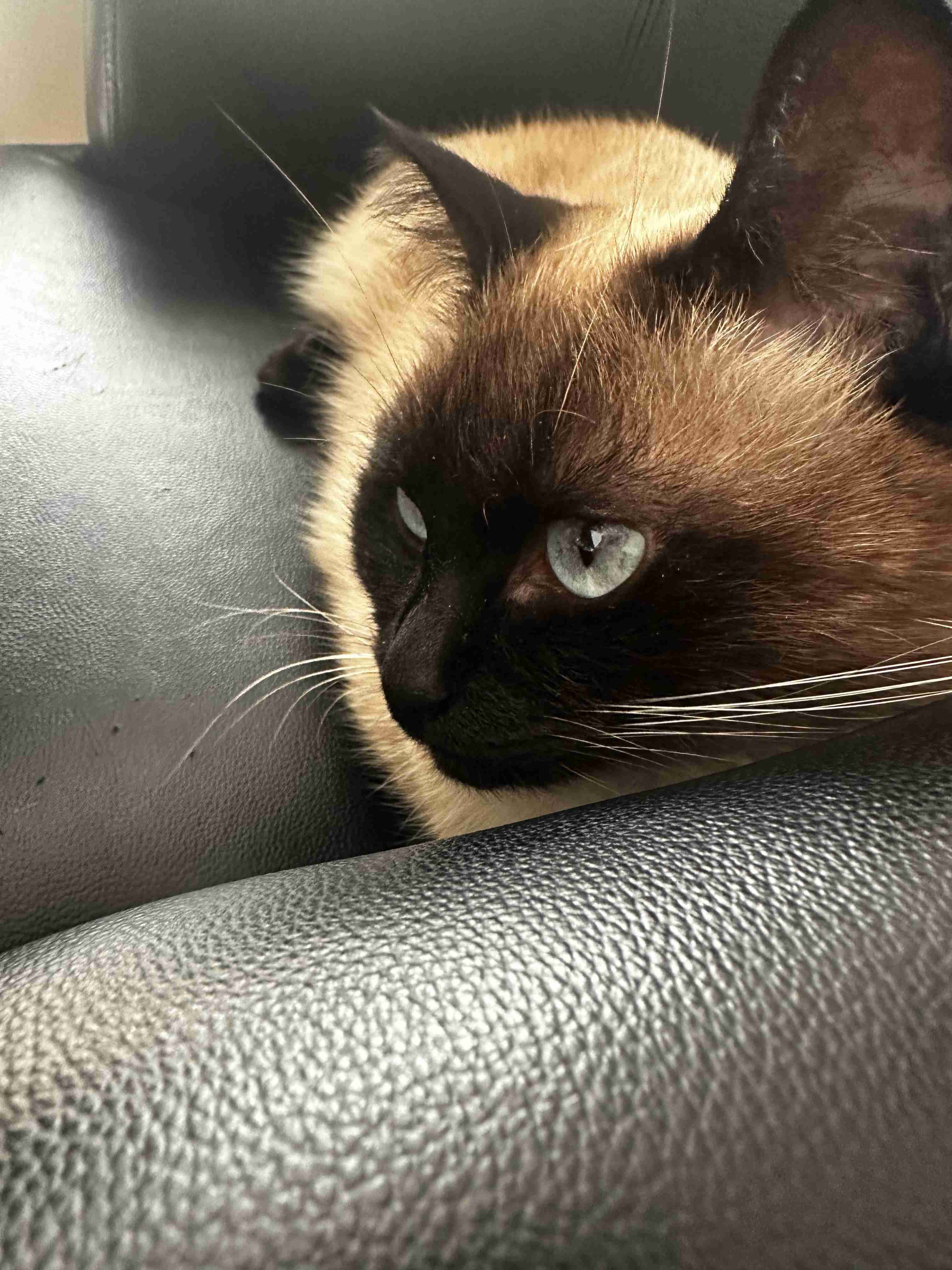 がるちゃん猫カフェ118号店開店しました♪(初めての方も大歓迎♪)