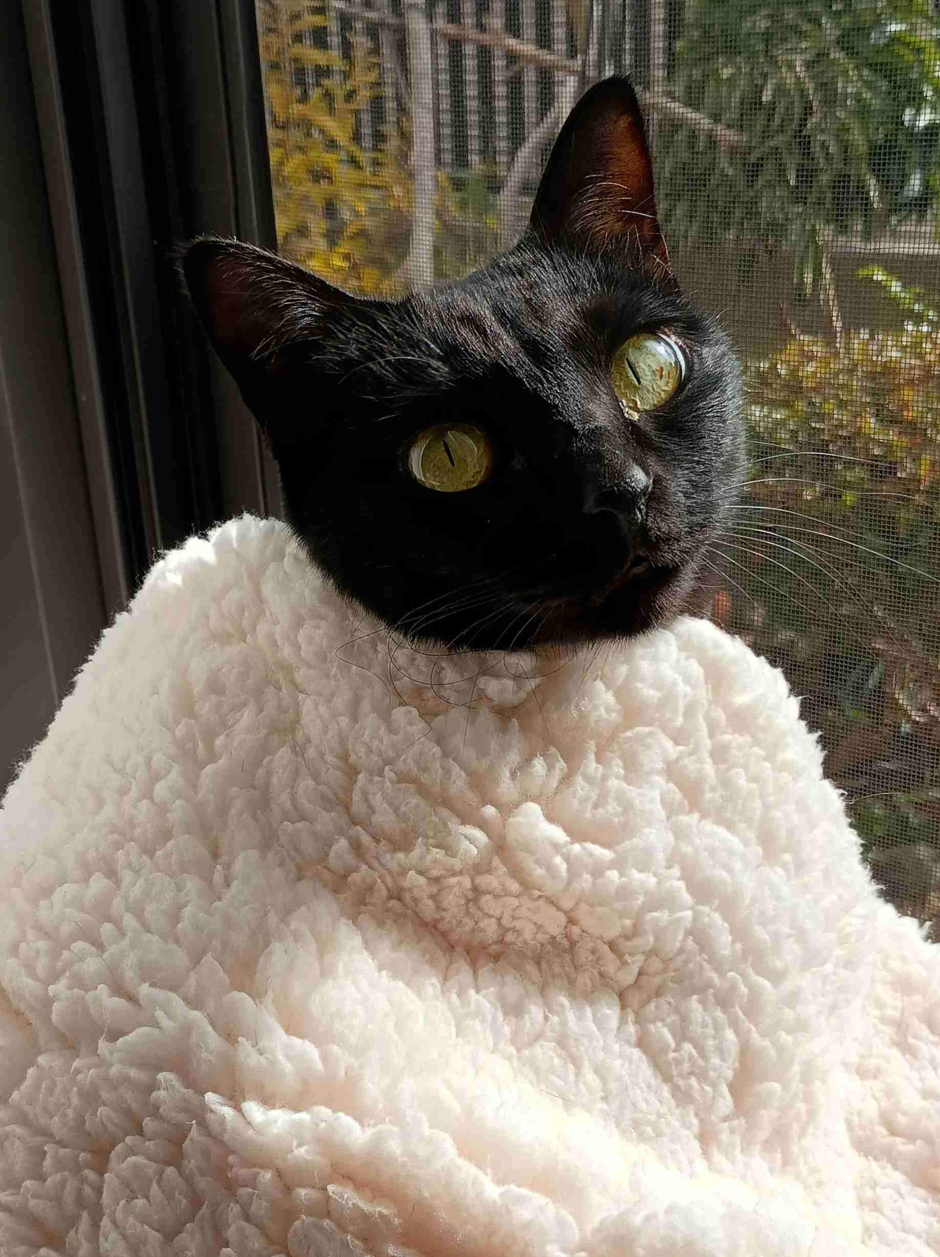 がるちゃん猫カフェ118号店開店しました♪(初めての方も大歓迎♪)