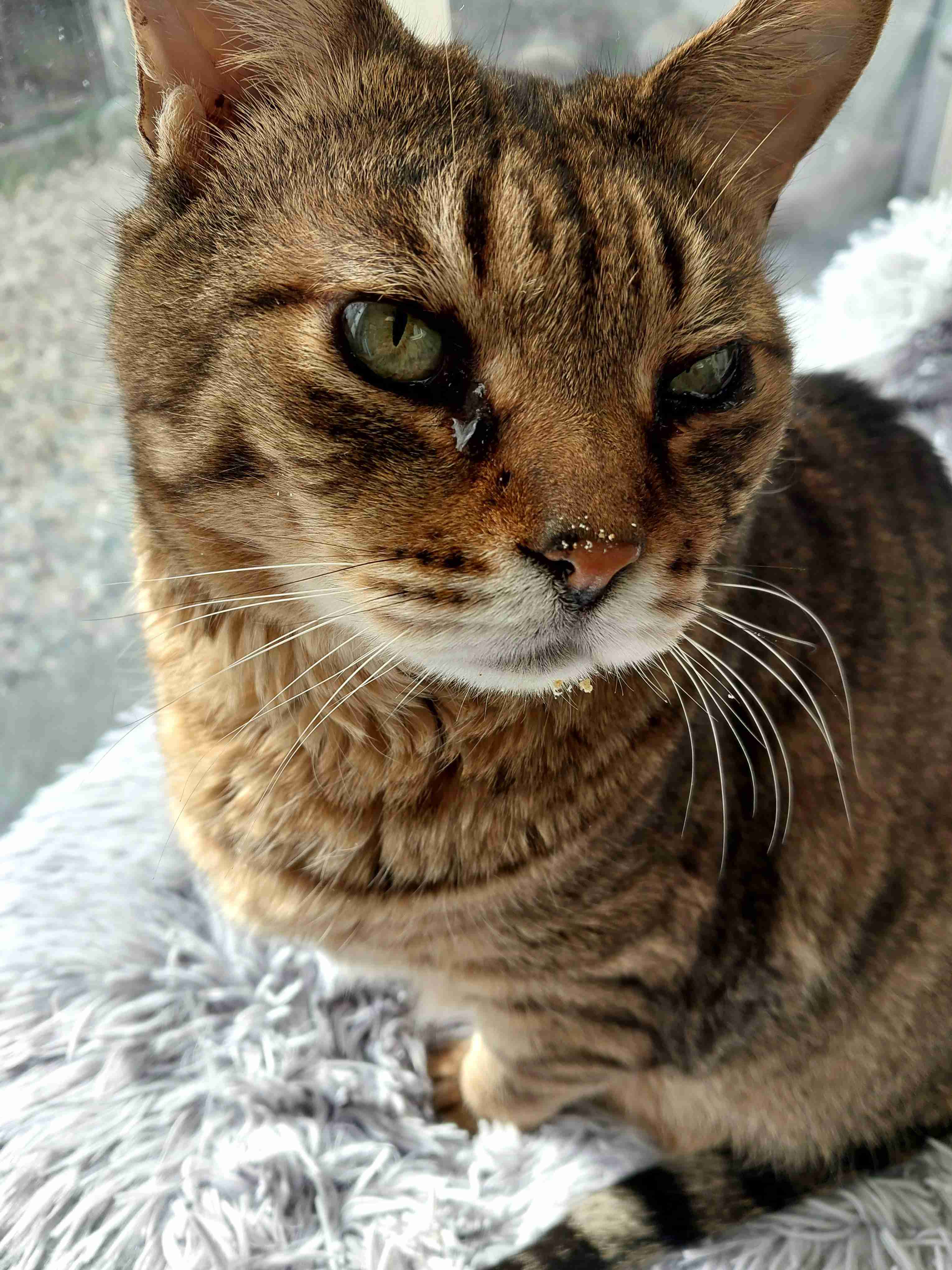 がるちゃん猫カフェ118号店開店しました♪(初めての方も大歓迎♪)