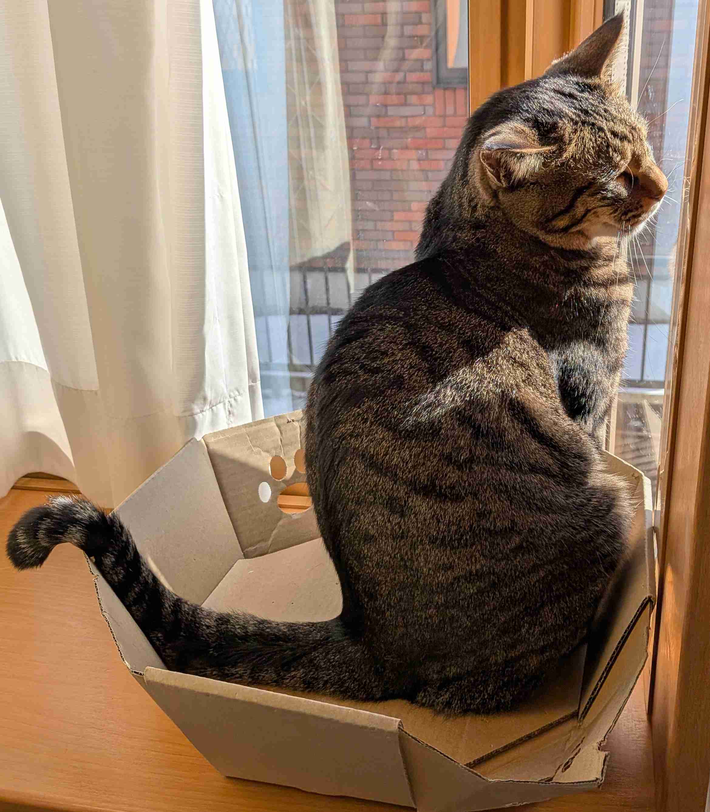 がるちゃん猫カフェ118号店開店しました♪(初めての方も大歓迎♪)
