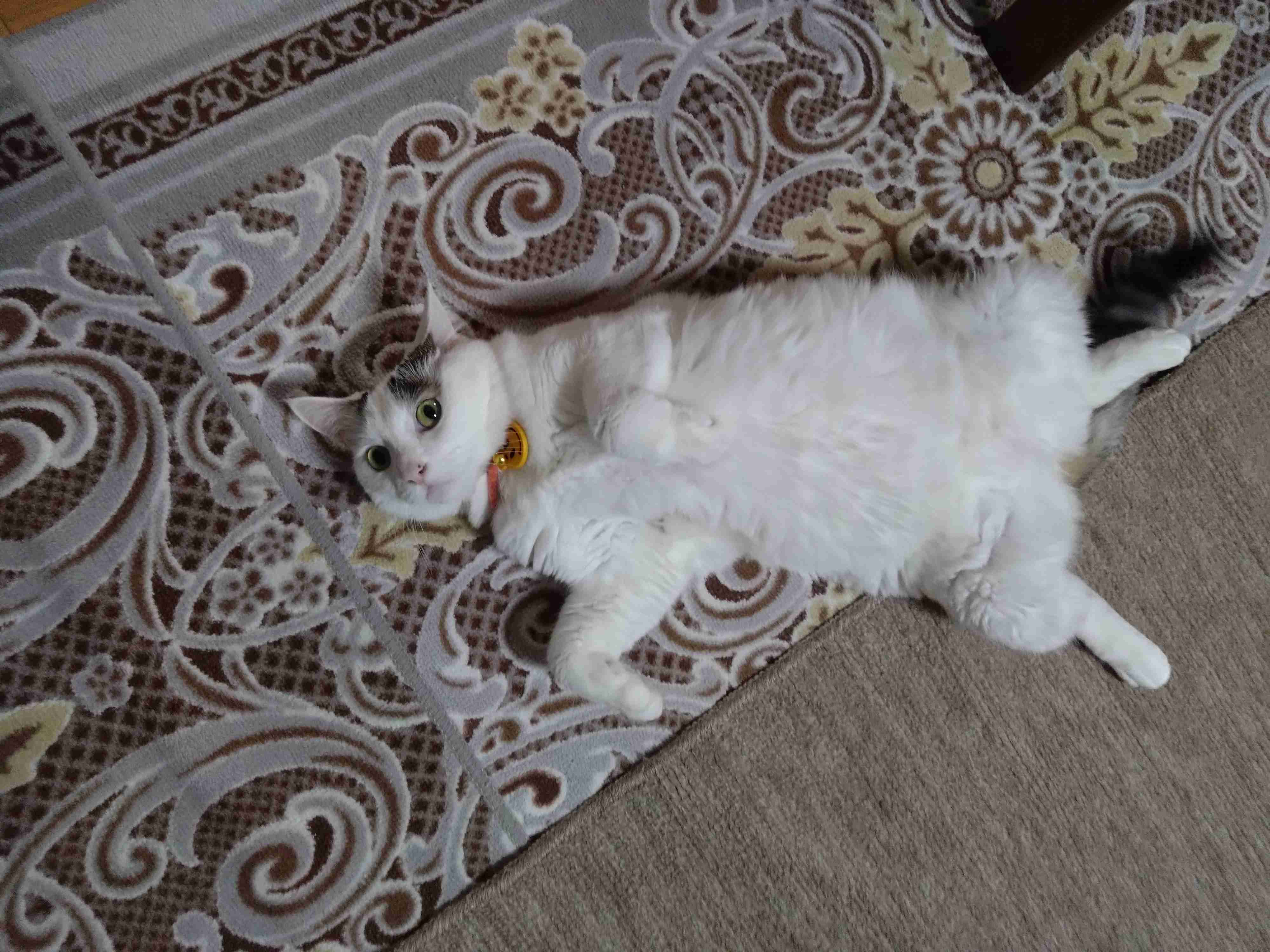 がるちゃん猫カフェ118号店開店しました♪(初めての方も大歓迎♪)