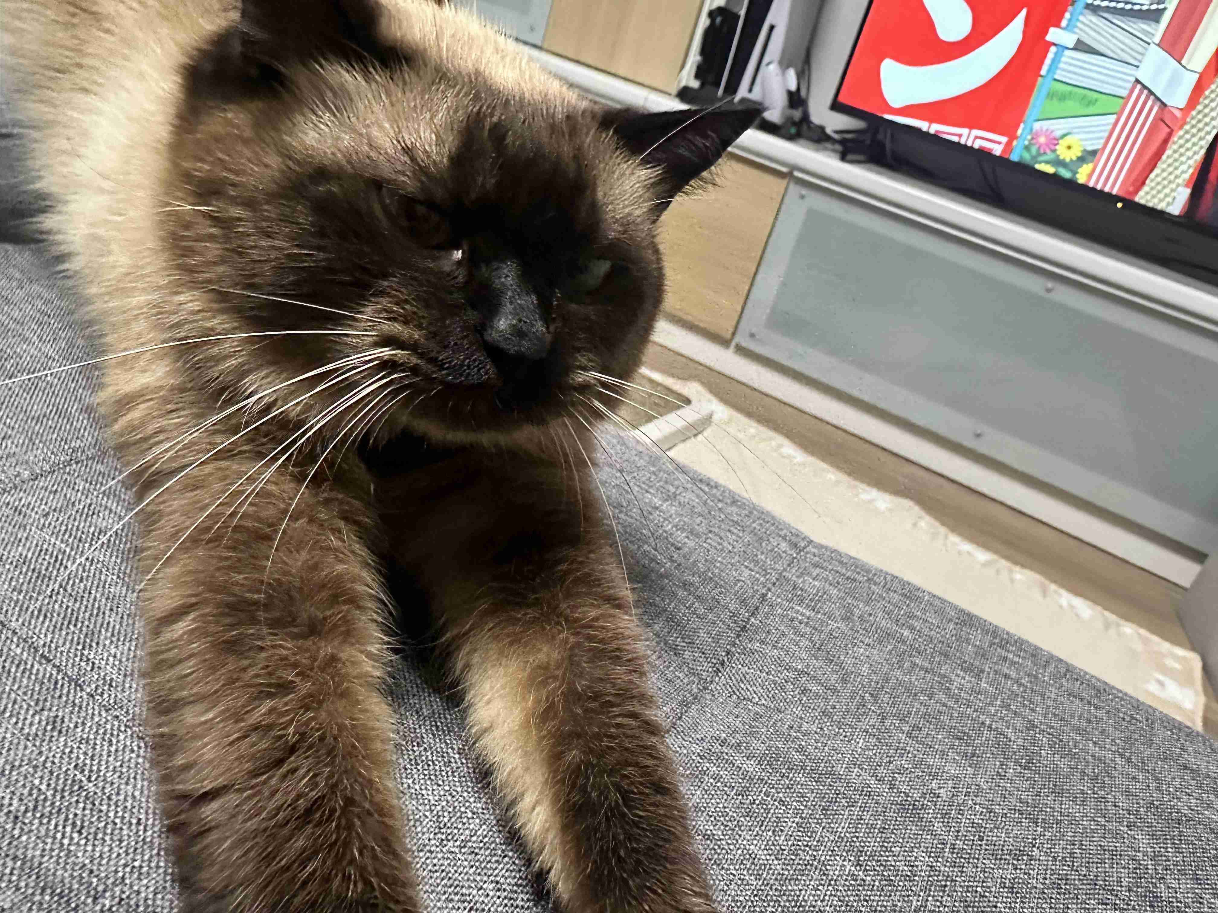 がるちゃん猫カフェ118号店開店しました♪(初めての方も大歓迎♪)