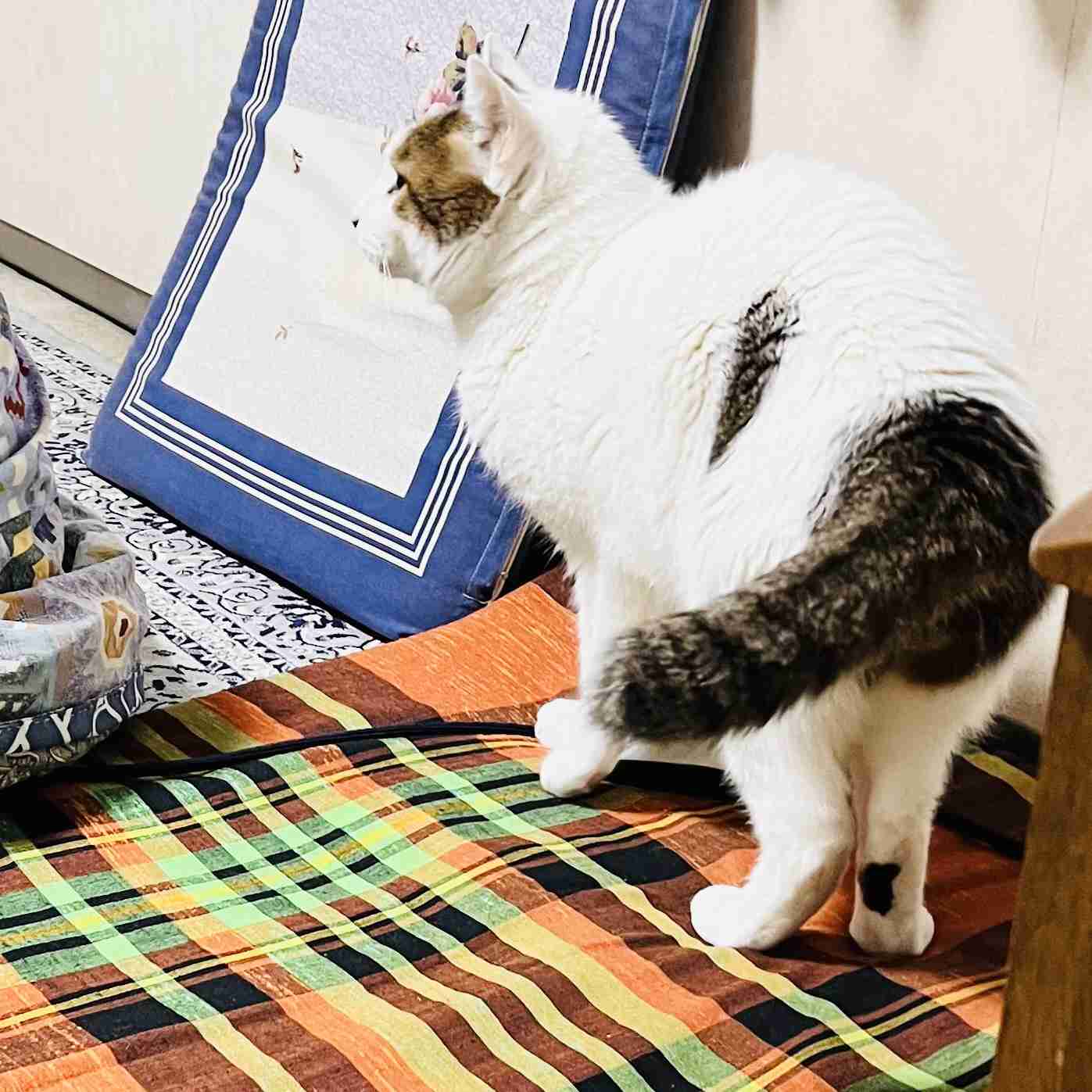 がるちゃん猫カフェ118号店開店しました♪(初めての方も大歓迎♪)