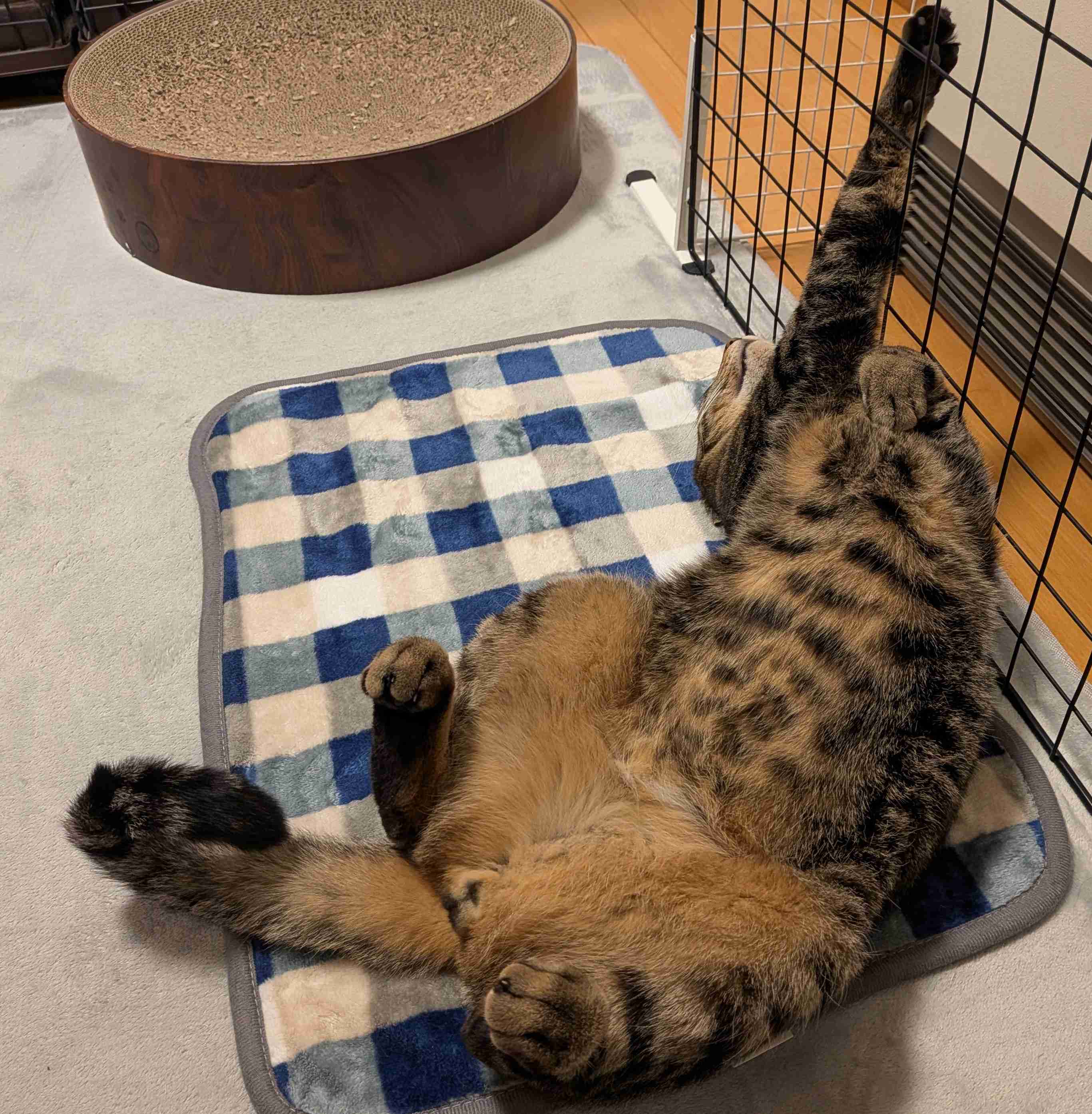 がるちゃん猫カフェ118号店開店しました♪(初めての方も大歓迎♪)