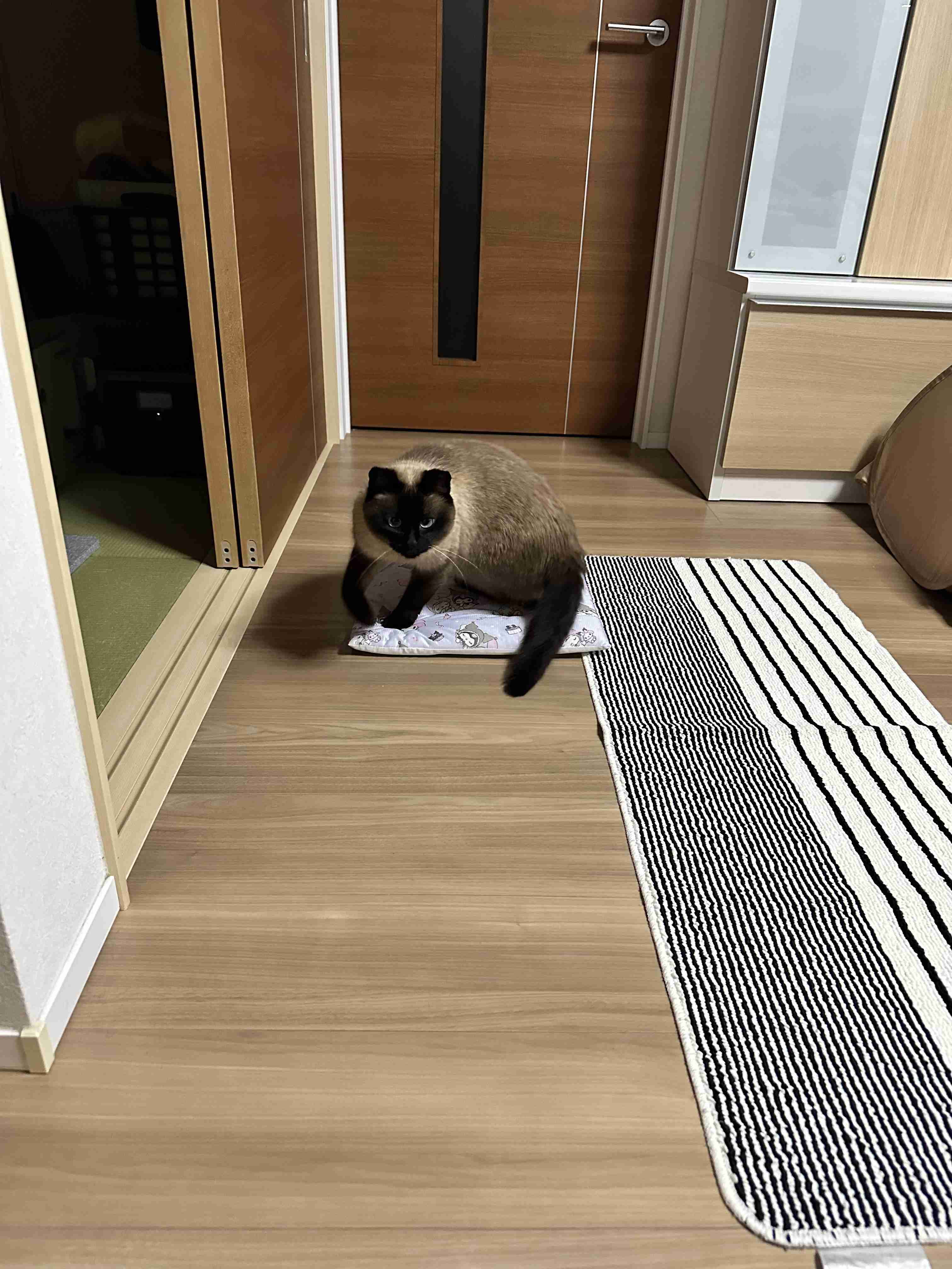 がるちゃん猫カフェ118号店開店しました♪(初めての方も大歓迎♪)