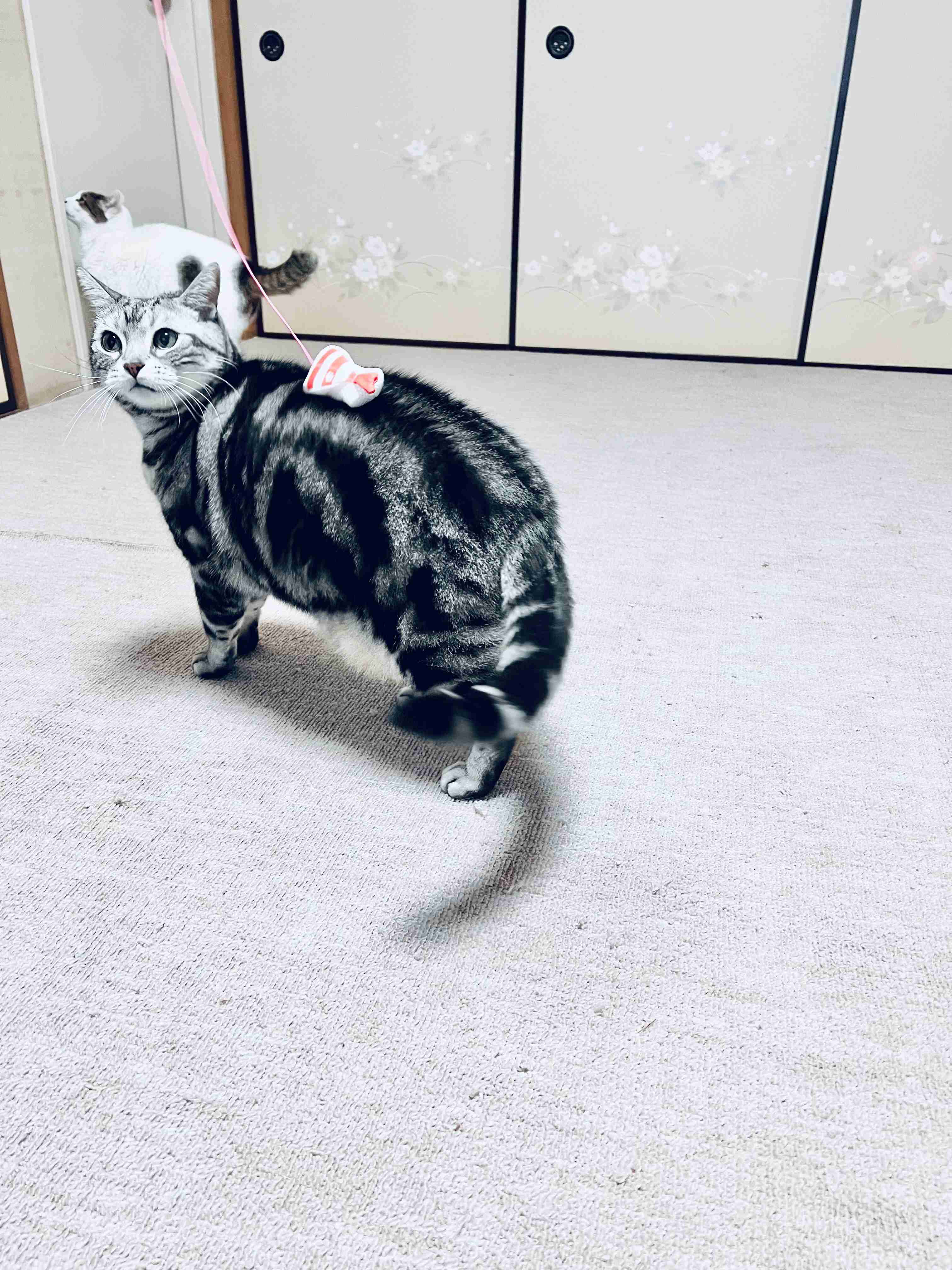 がるちゃん猫カフェ118号店開店しました♪(初めての方も大歓迎♪)