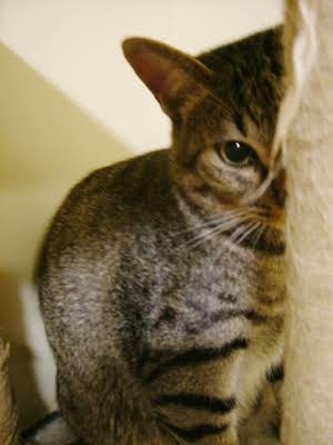 がるちゃん猫カフェ118号店開店しました♪(初めての方も大歓迎♪)