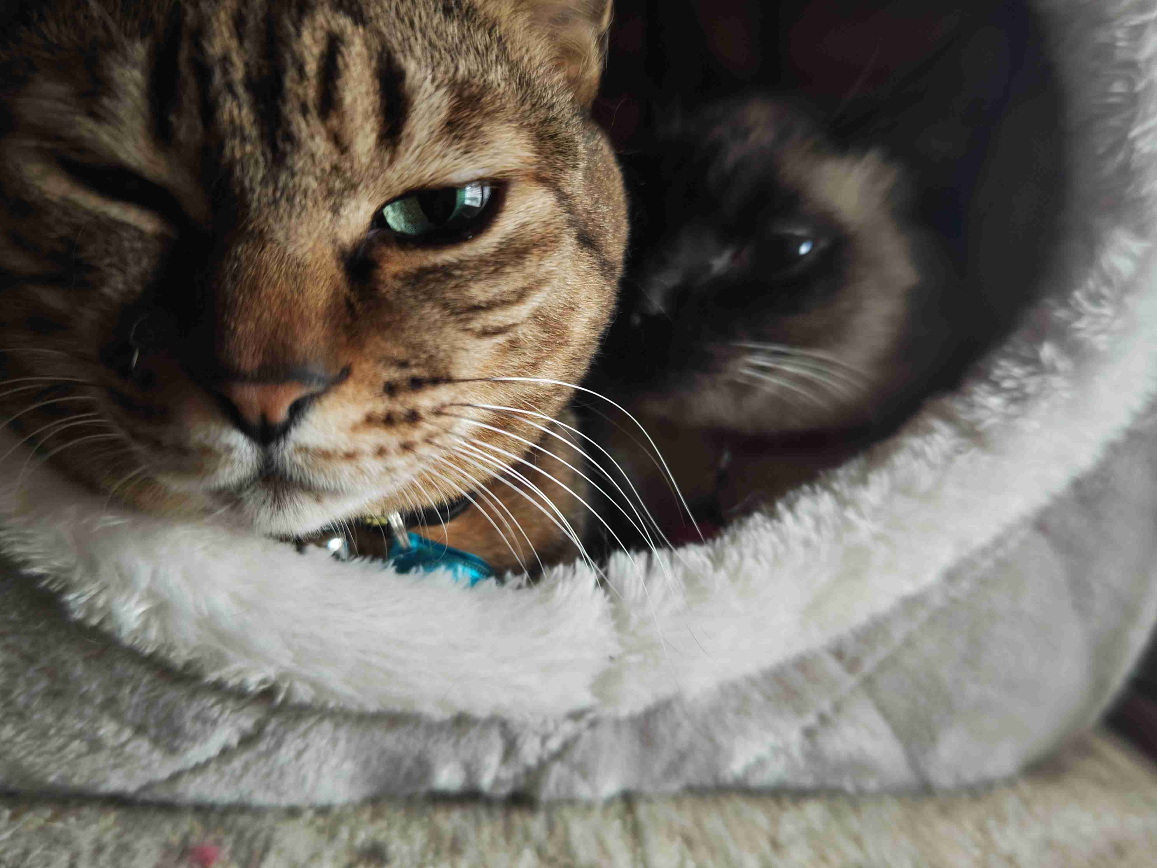 がるちゃん猫カフェ118号店開店しました♪(初めての方も大歓迎♪)