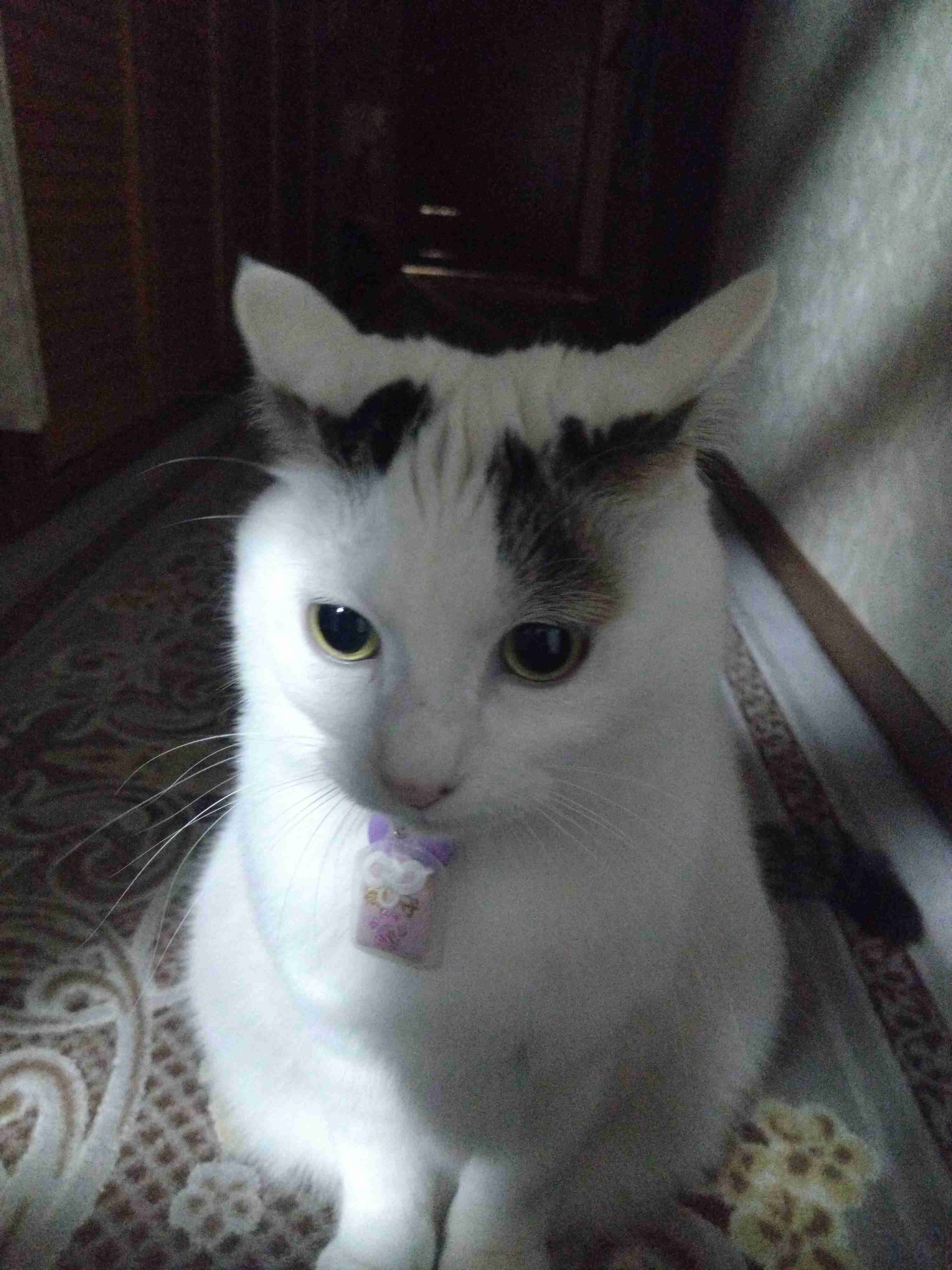 がるちゃん猫カフェ118号店開店しました♪(初めての方も大歓迎♪)