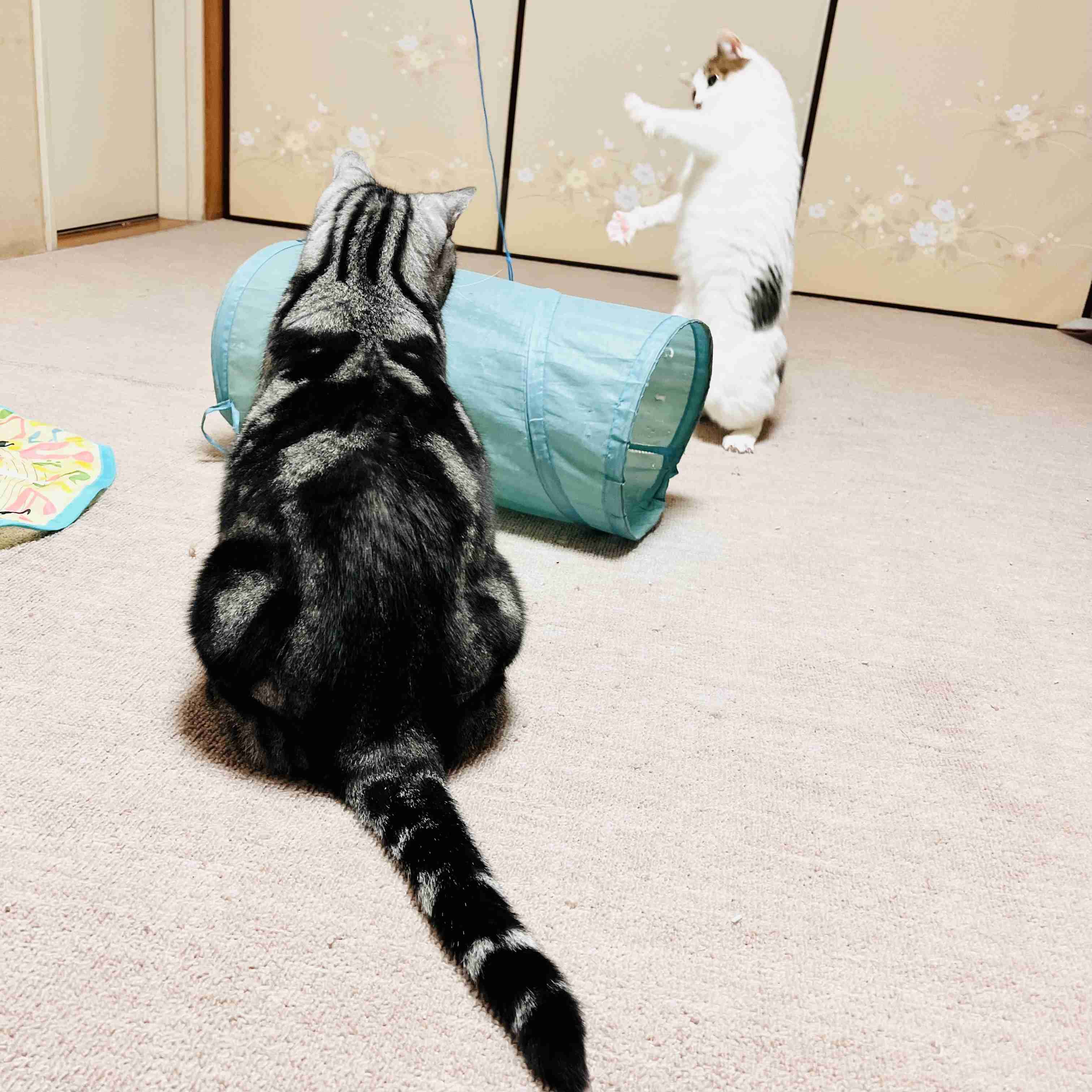 がるちゃん猫カフェ118号店開店しました♪(初めての方も大歓迎♪)