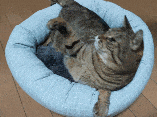がるちゃん猫カフェ118号店開店しました♪(初めての方も大歓迎♪)