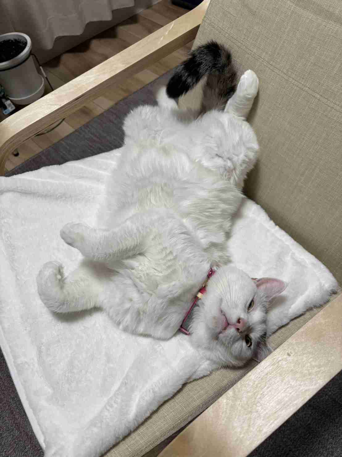 がるちゃん猫カフェ118号店開店しました♪(初めての方も大歓迎♪)