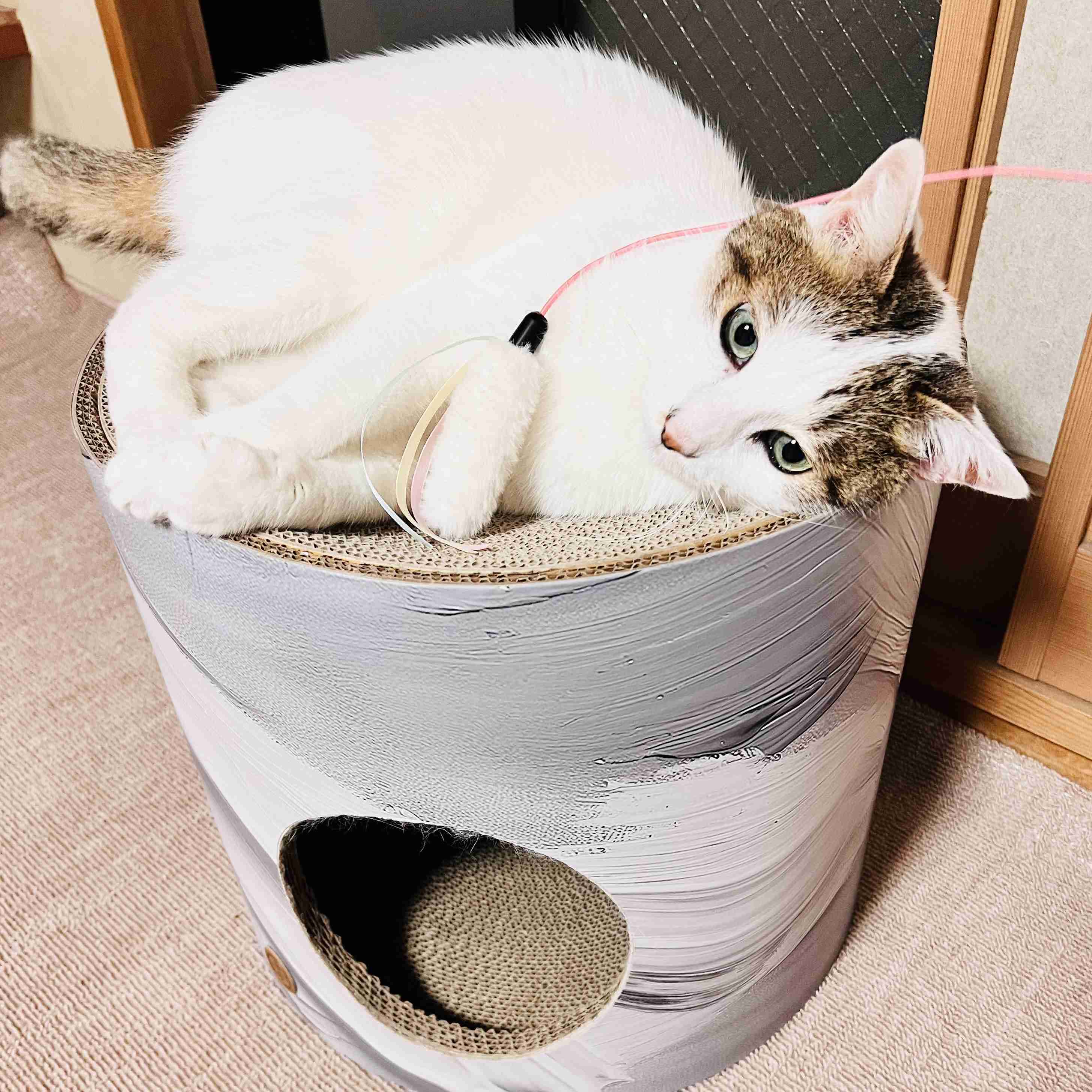 がるちゃん猫カフェ118号店開店しました♪(初めての方も大歓迎♪)