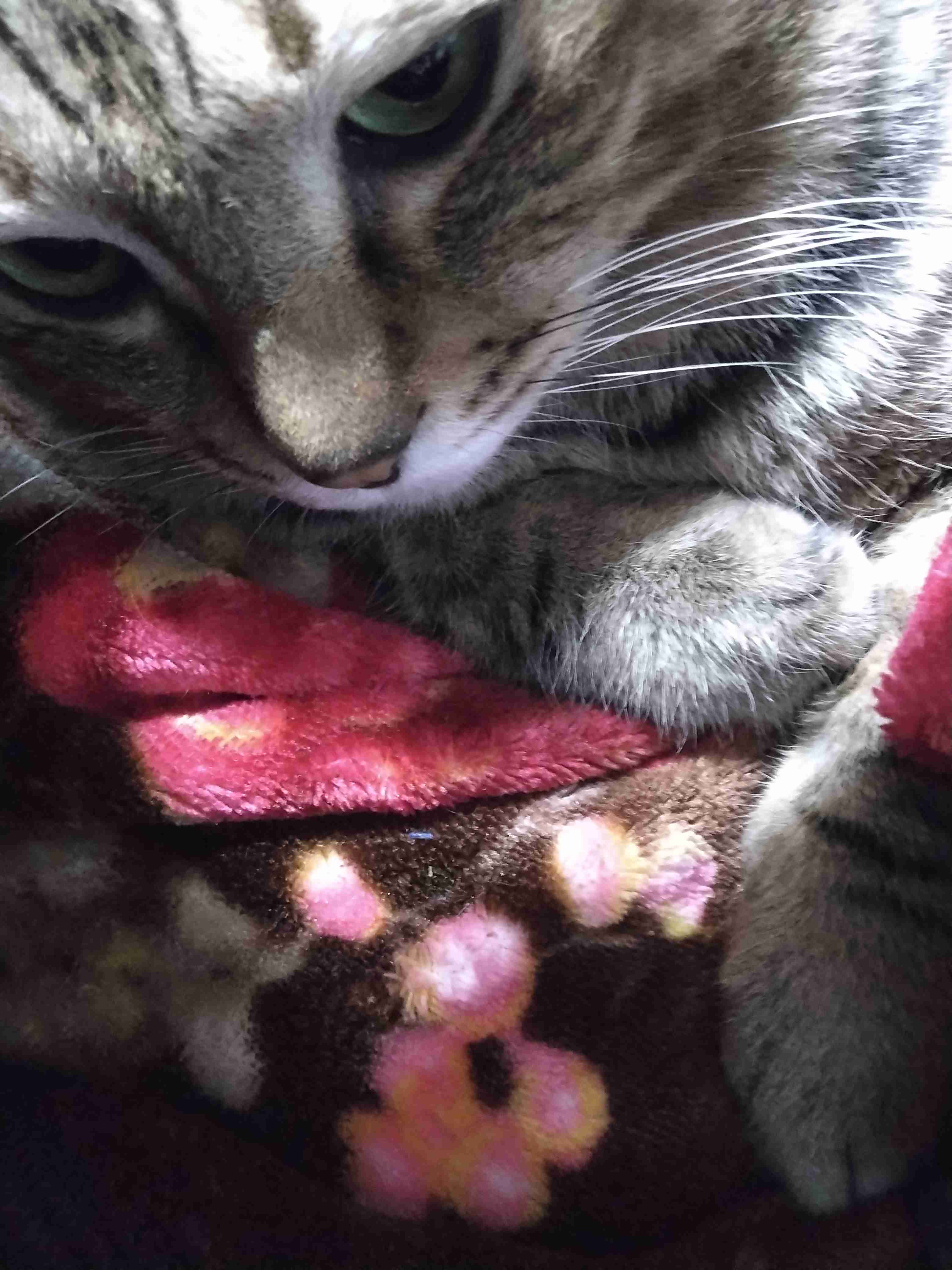 がるちゃん猫カフェ118号店開店しました♪(初めての方も大歓迎♪)