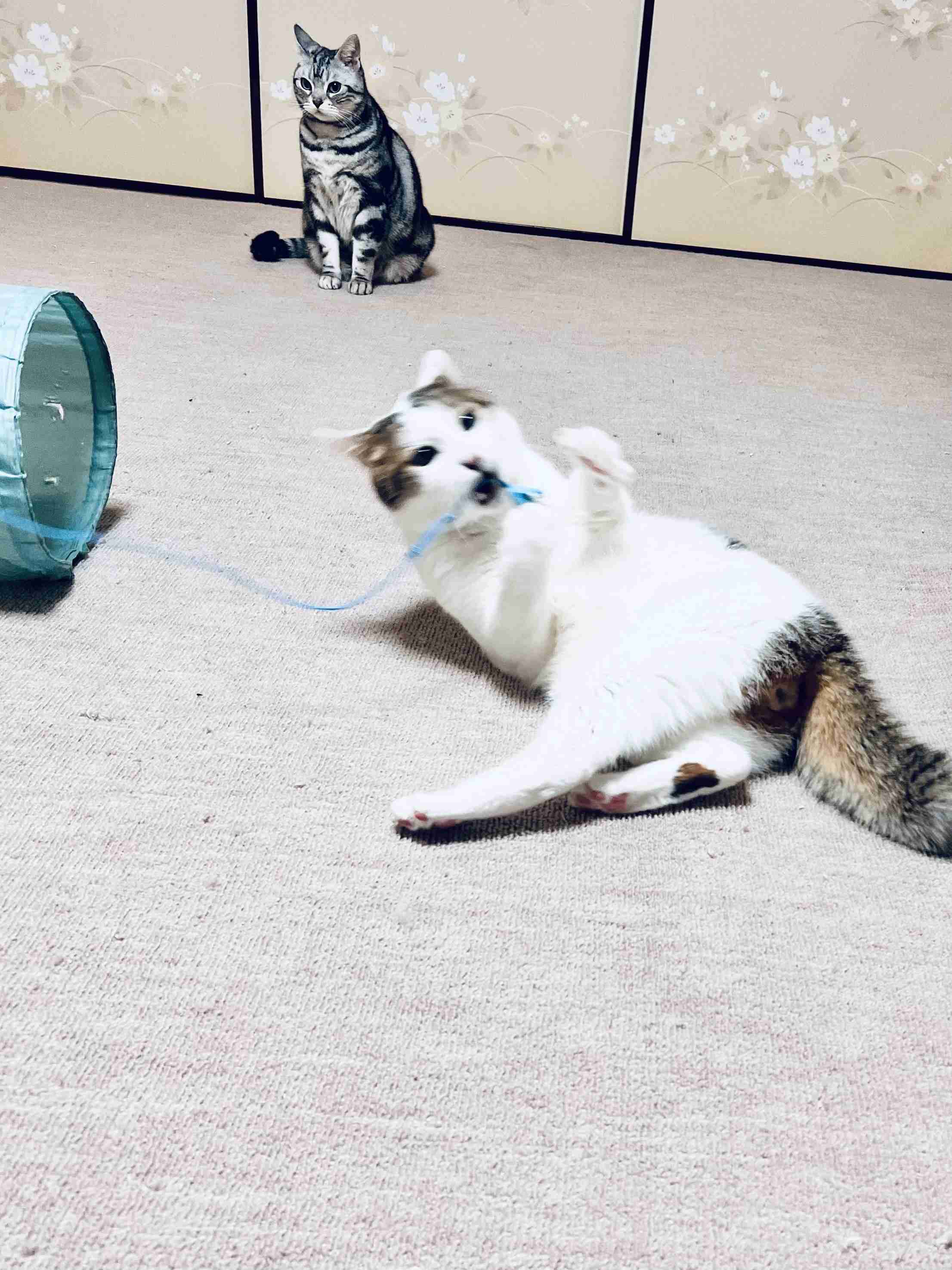 がるちゃん猫カフェ118号店開店しました♪(初めての方も大歓迎♪)