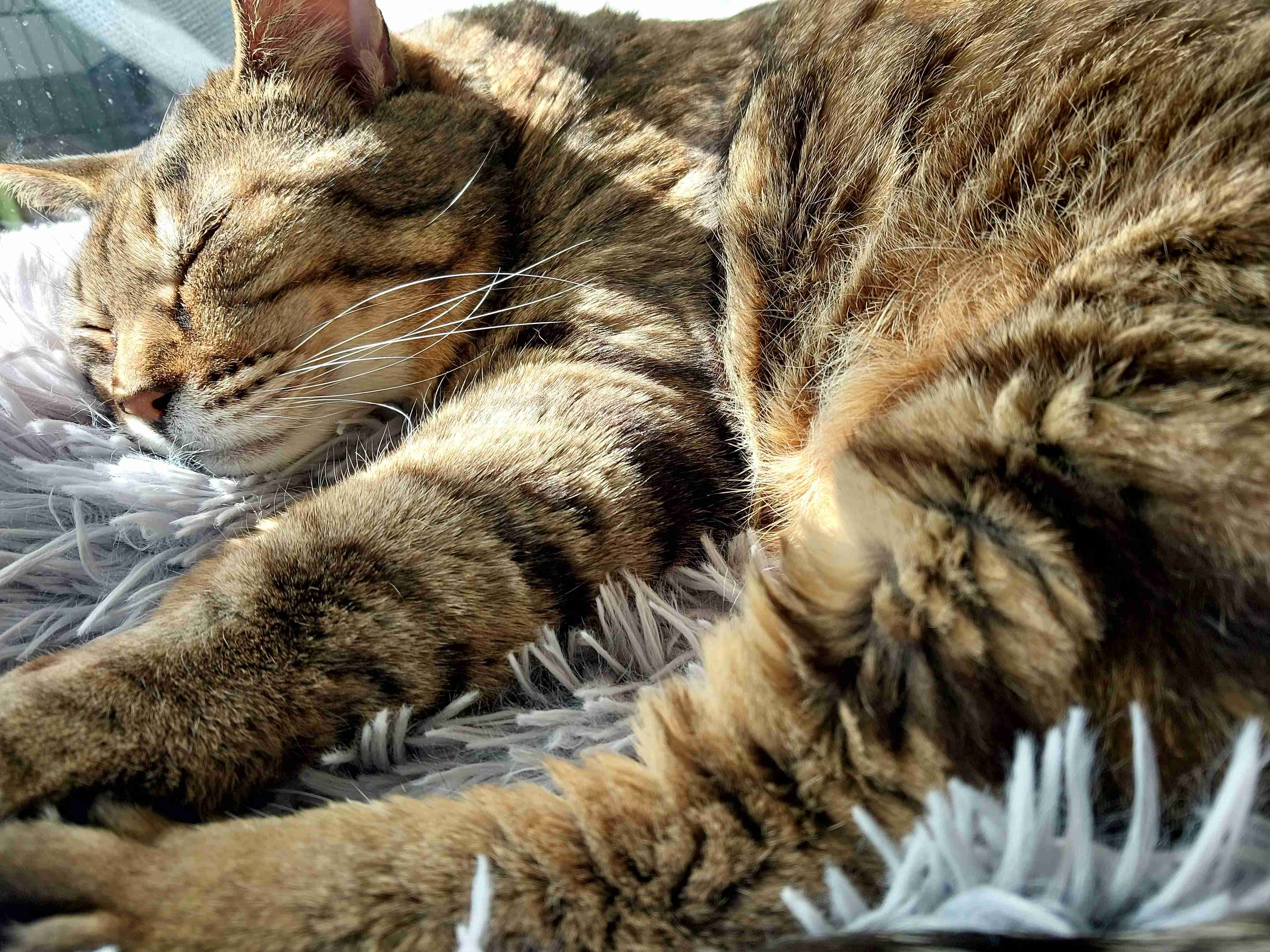 がるちゃん猫カフェ118号店開店しました♪(初めての方も大歓迎♪)