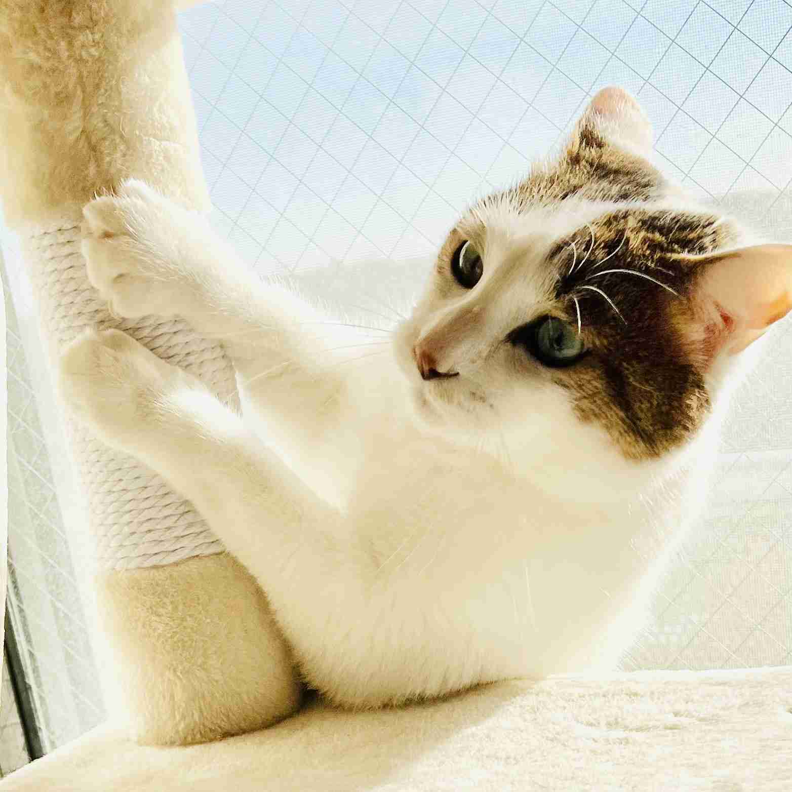 がるちゃん猫カフェ118号店開店しました♪(初めての方も大歓迎♪)