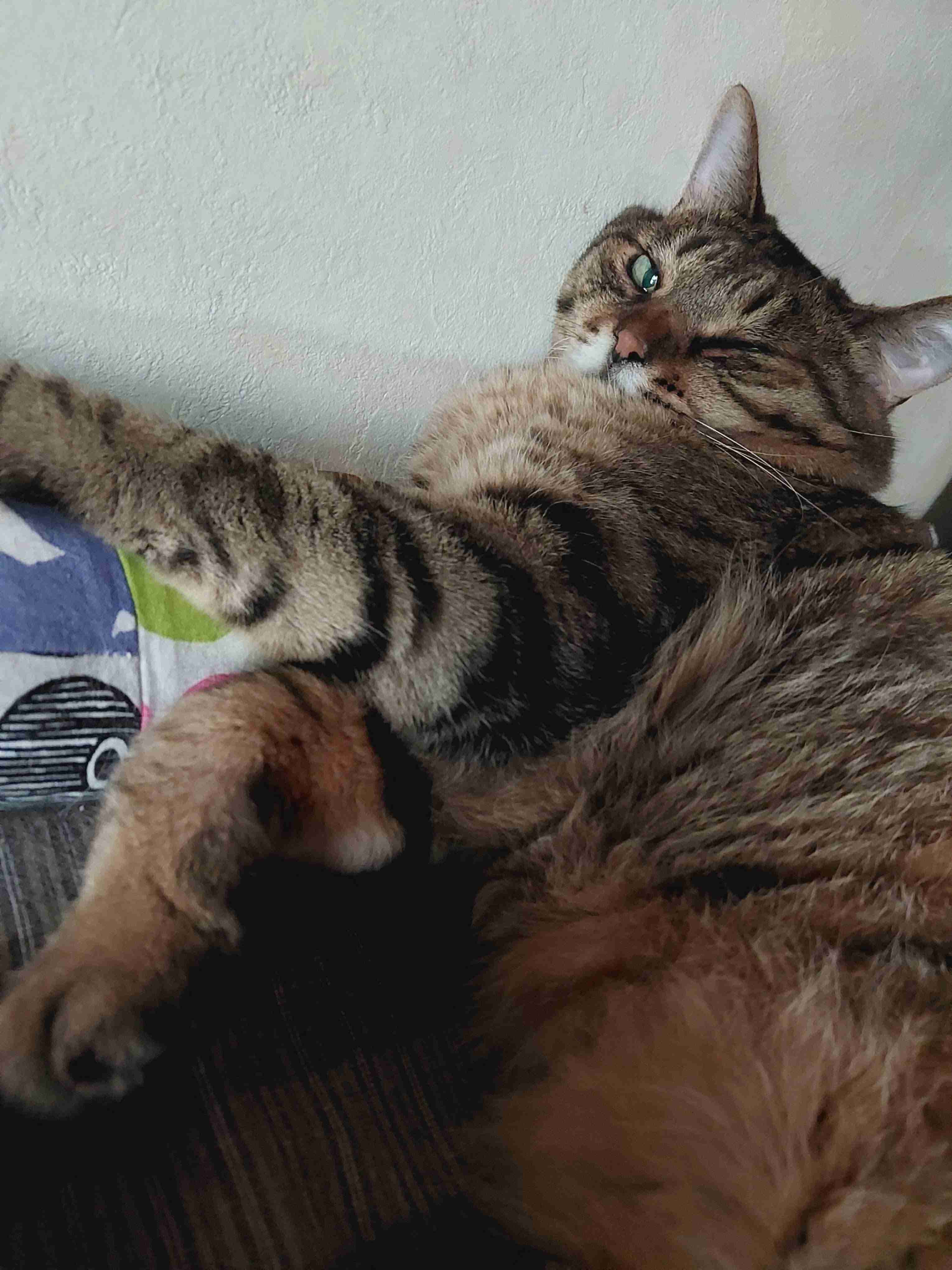 がるちゃん猫カフェ118号店開店しました♪(初めての方も大歓迎♪)