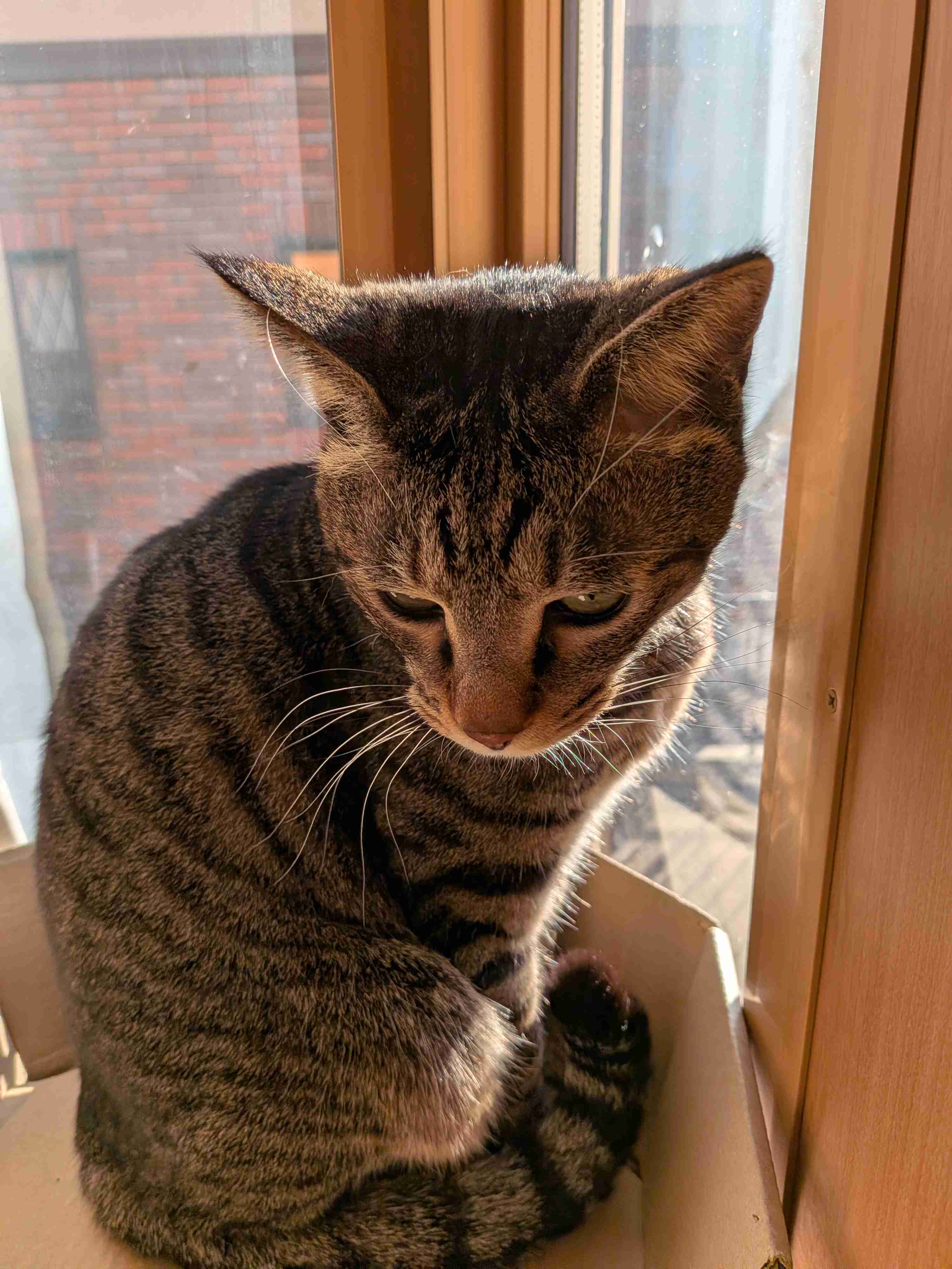 がるちゃん猫カフェ118号店開店しました♪(初めての方も大歓迎♪)