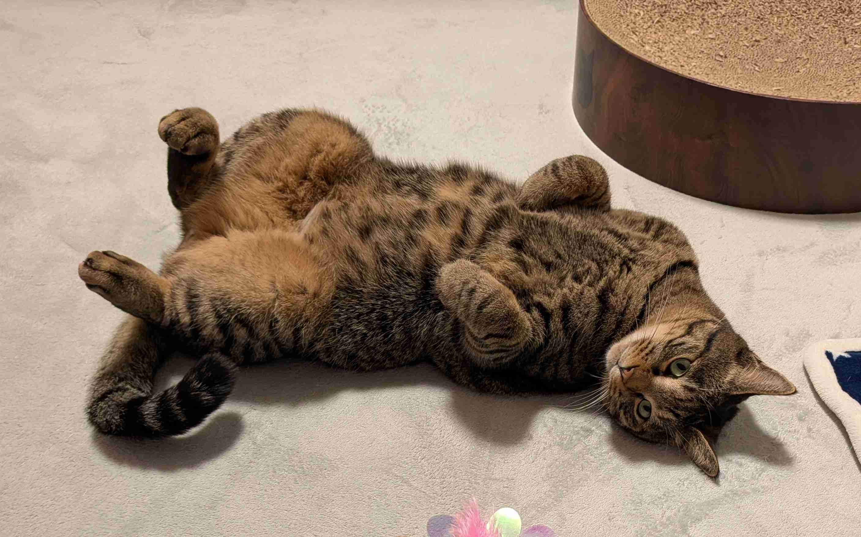 がるちゃん猫カフェ118号店開店しました♪(初めての方も大歓迎♪)