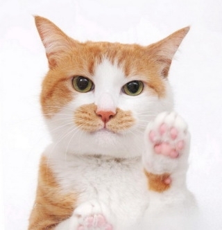 がるちゃん猫カフェ118号店開店しました♪(初めての方も大歓迎♪)