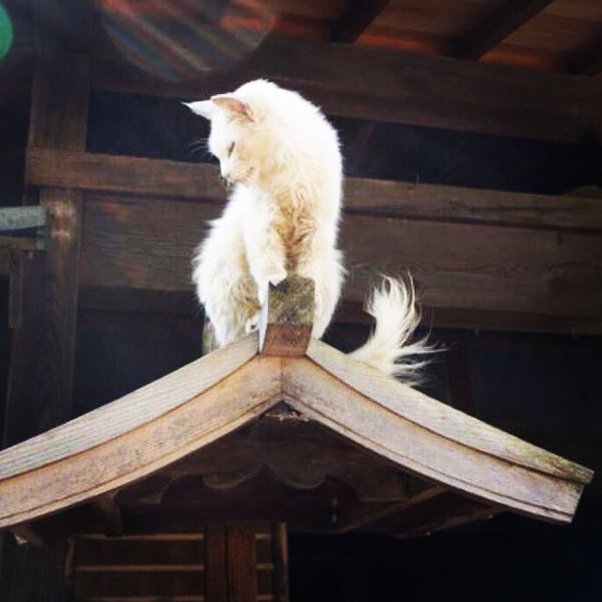 がるちゃん猫カフェ118号店開店しました♪(初めての方も大歓迎♪)