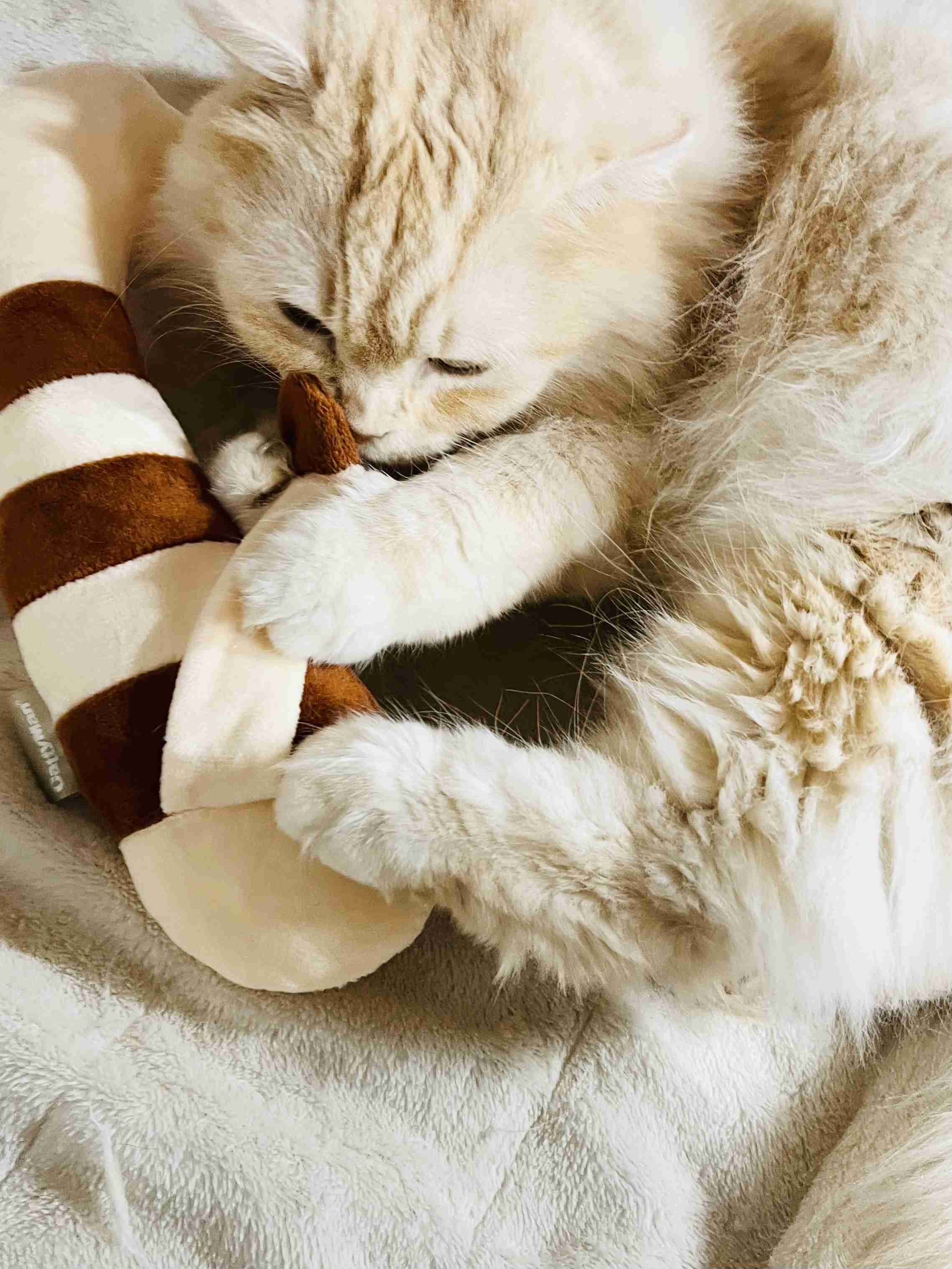 がるちゃん猫カフェ118号店開店しました♪(初めての方も大歓迎♪)