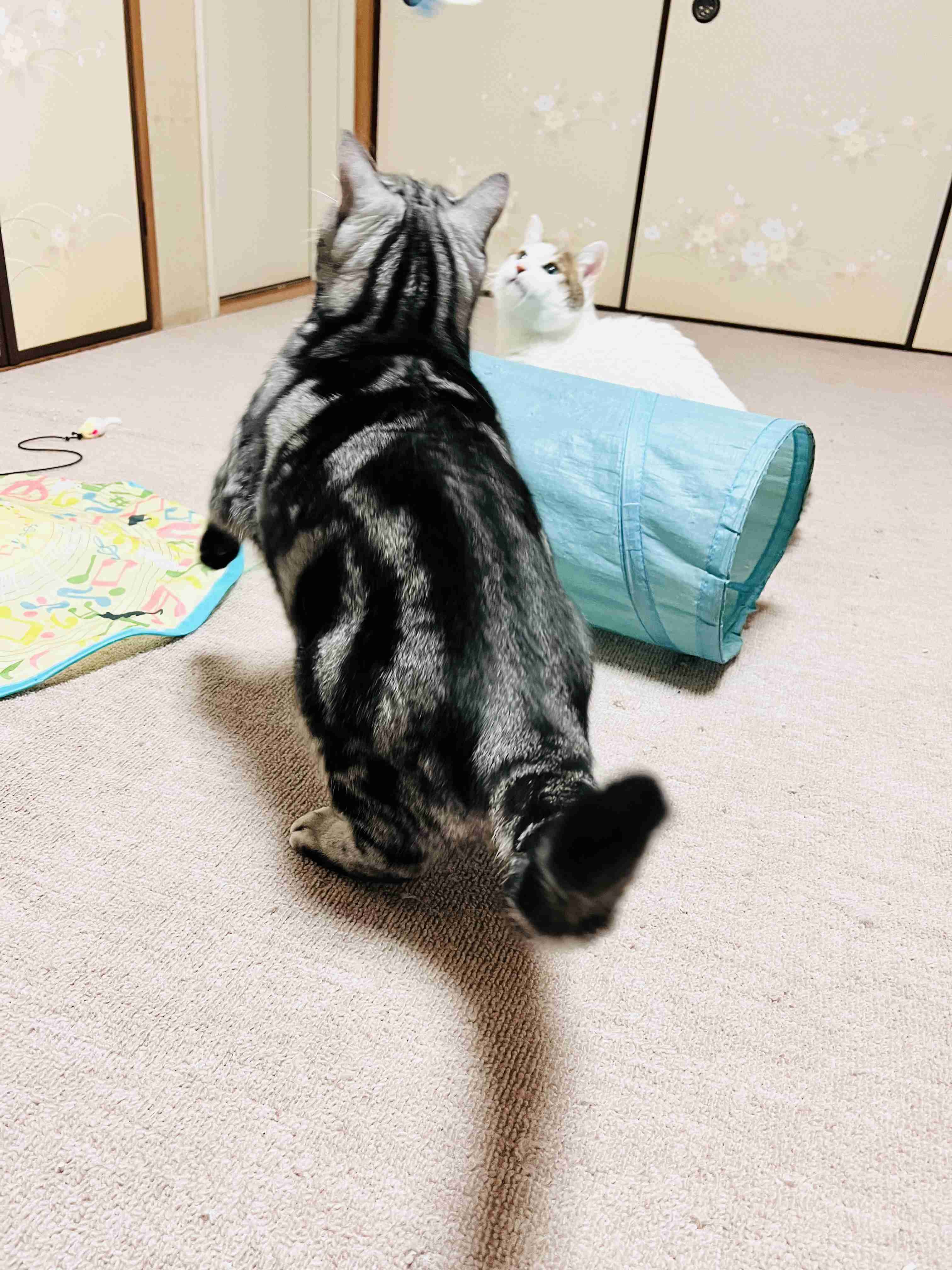 がるちゃん猫カフェ118号店開店しました♪(初めての方も大歓迎♪)