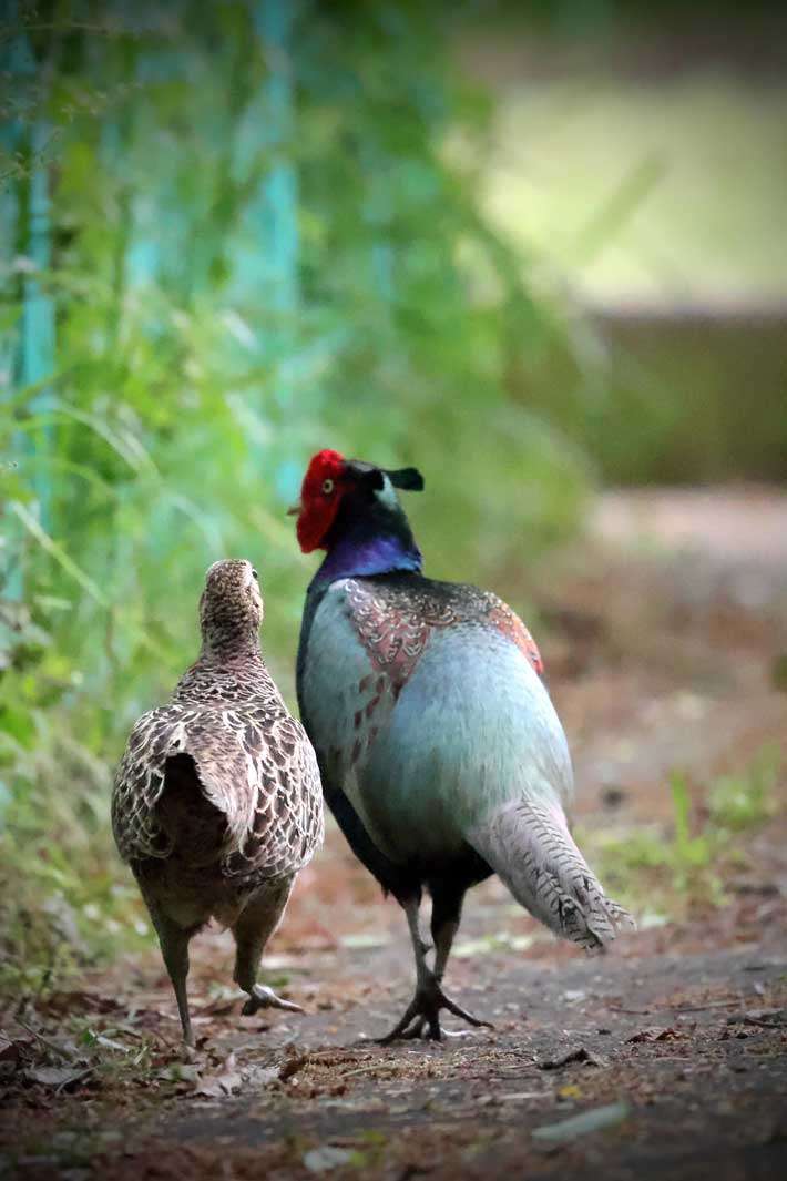 オスの方が美しいと思う動物を挙げていくトピ