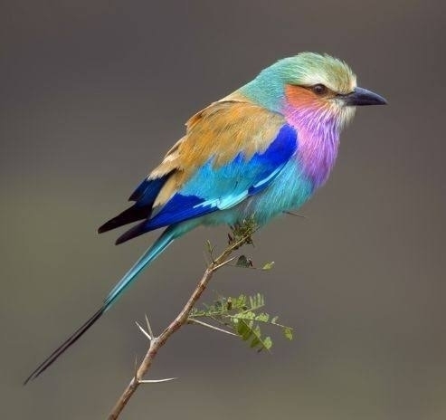オスの方が美しいと思う動物を挙げていくトピ