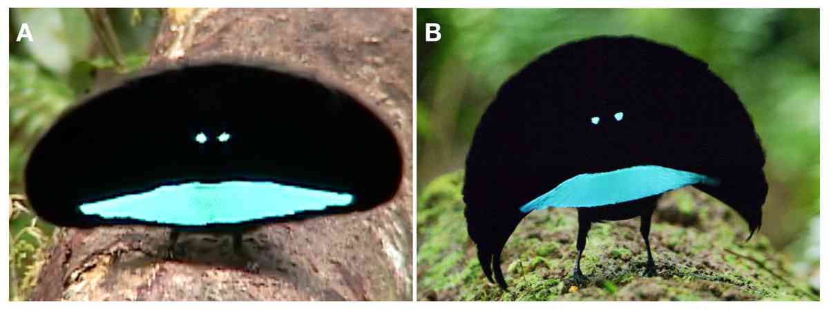 オスの方が美しいと思う動物を挙げていくトピ