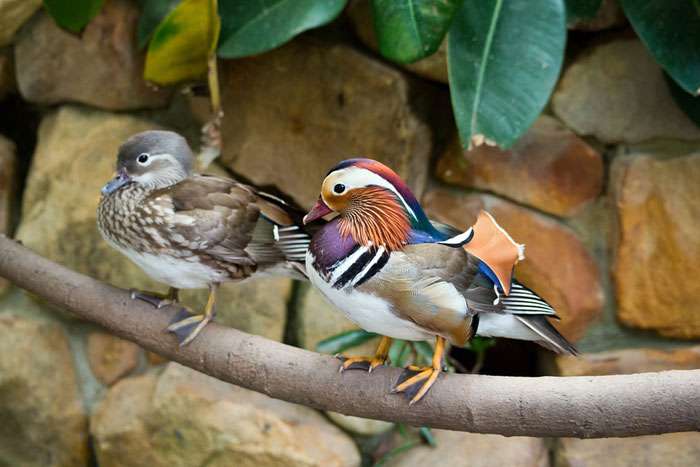 オスの方が美しいと思う動物を挙げていくトピ