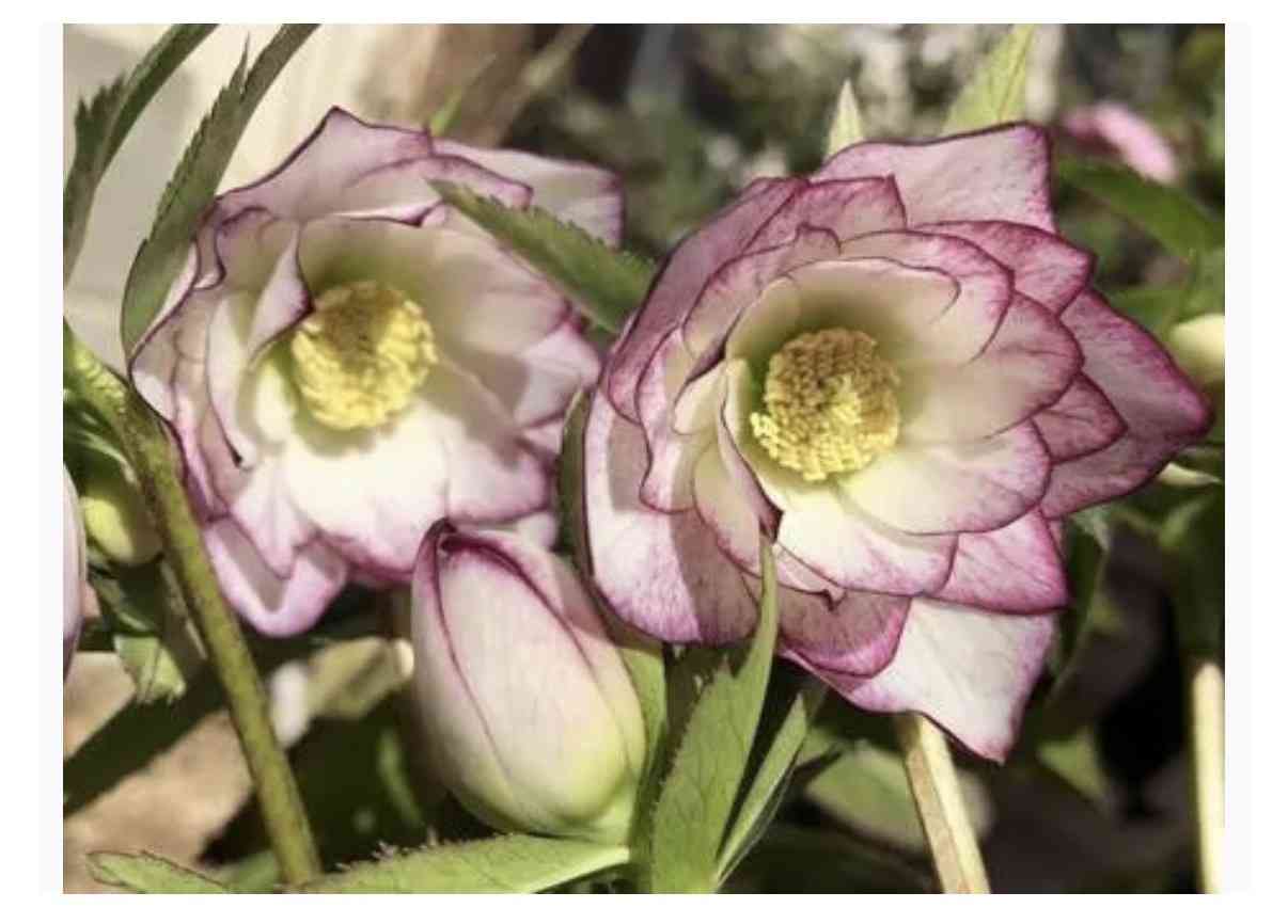 冬の花🌼クリスマスローズ　part2