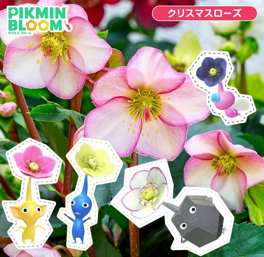 冬の花🌼クリスマスローズ　part2