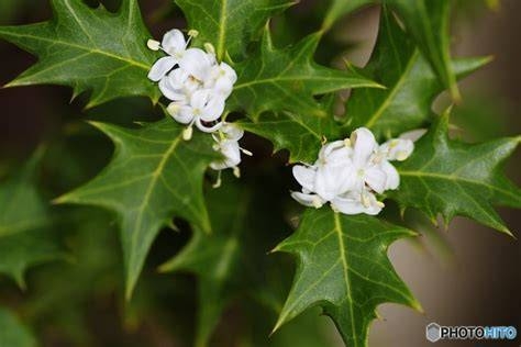 冬の花🌼クリスマスローズ　part2